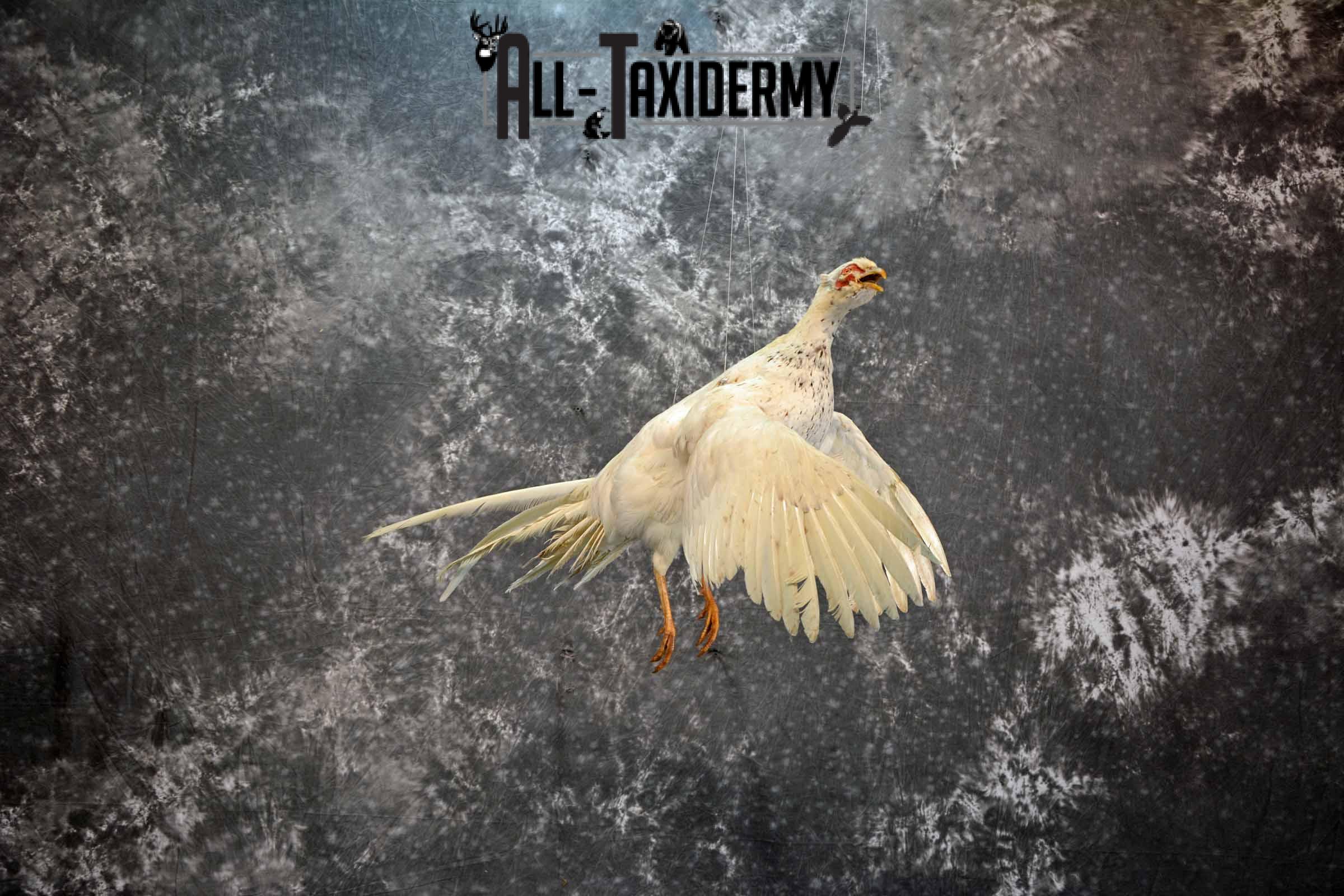 White Pheasant taxidermy mount for sale SKU 1199 - Image 3