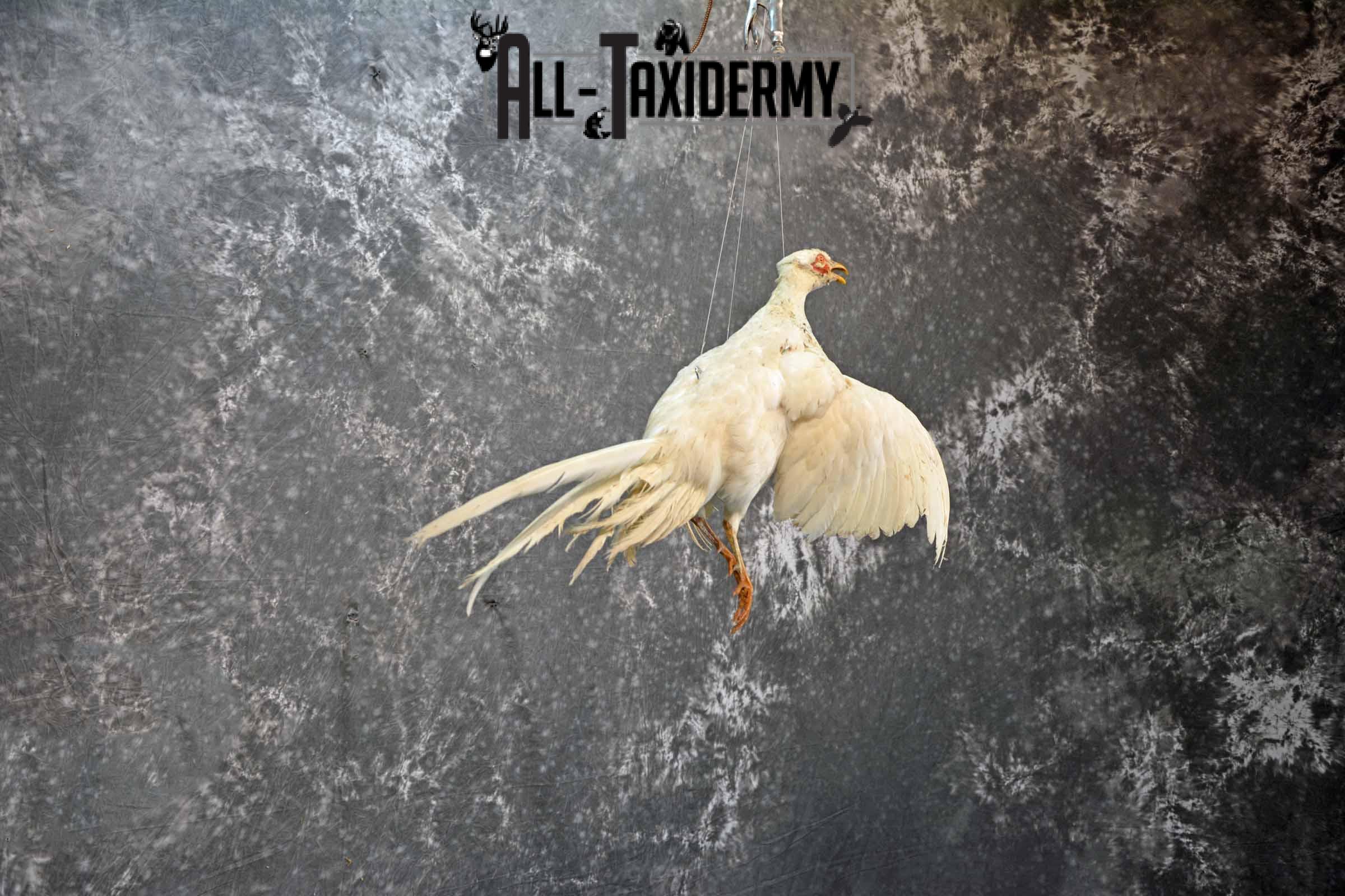 White Pheasant taxidermy mount for sale SKU 1199 - Image 4