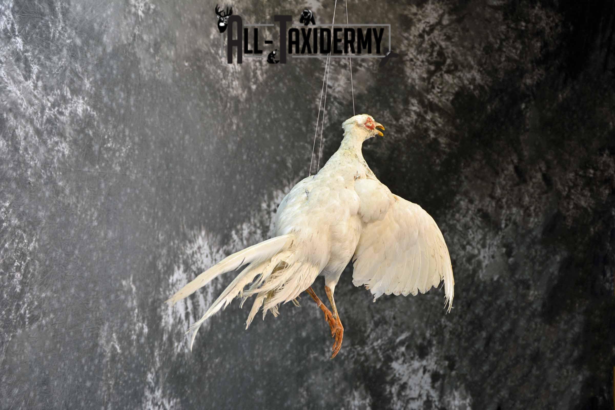 White Pheasant taxidermy mount for sale SKU 1199 - Image 5