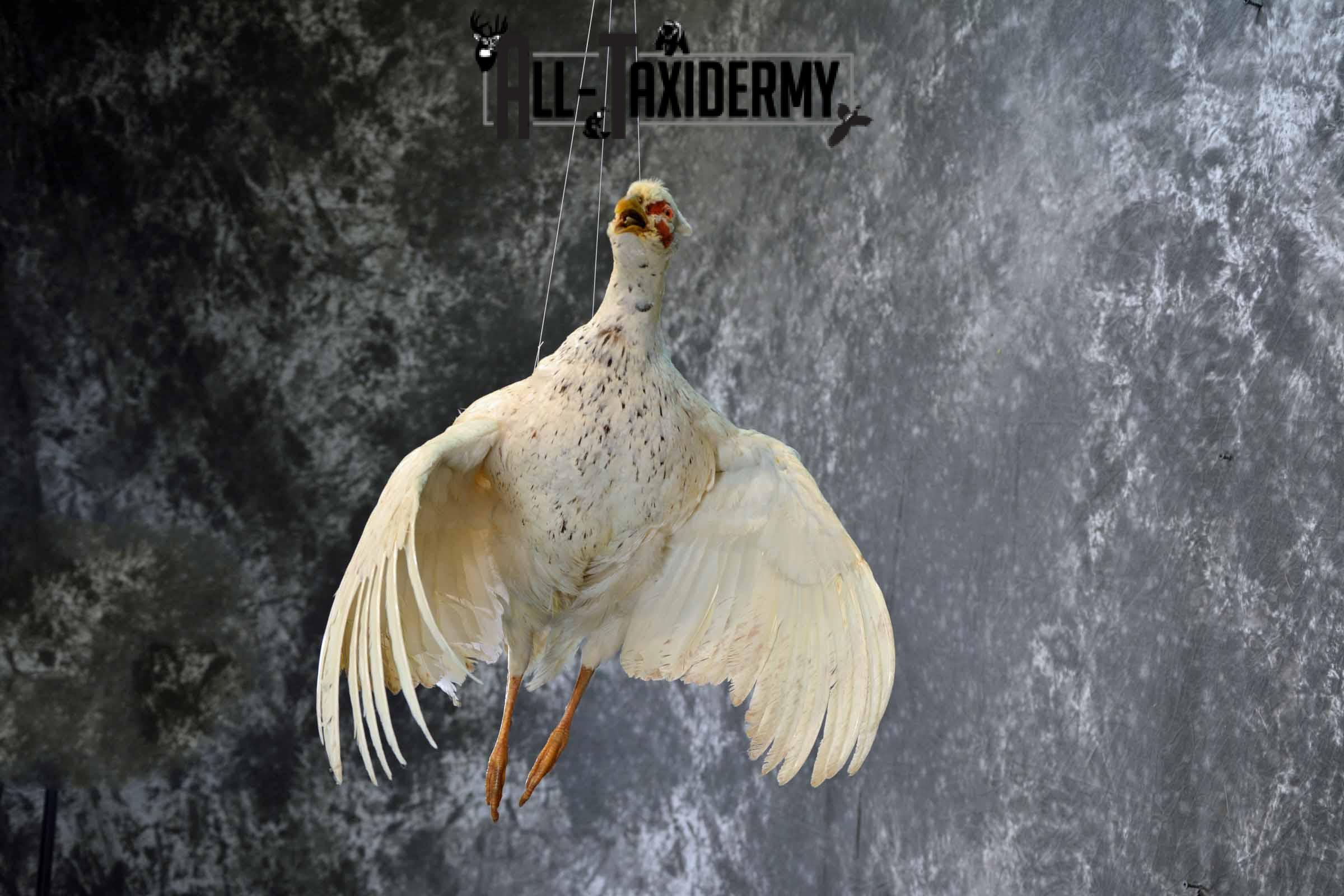 White Pheasant taxidermy mount for sale SKU 1199 - Image 6