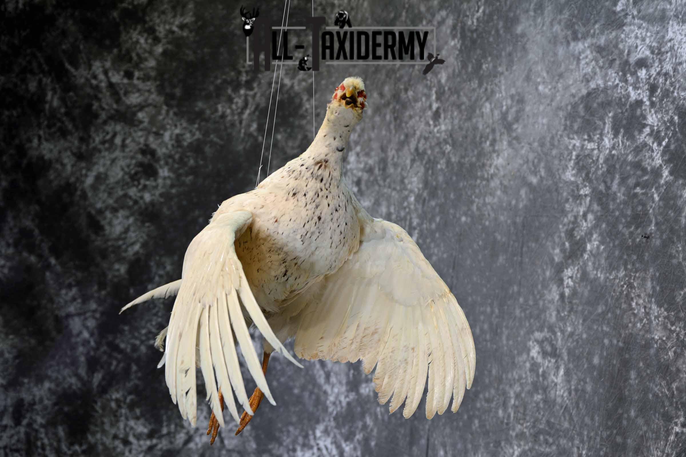 White Pheasant taxidermy mount for sale SKU 1199 - Image 7