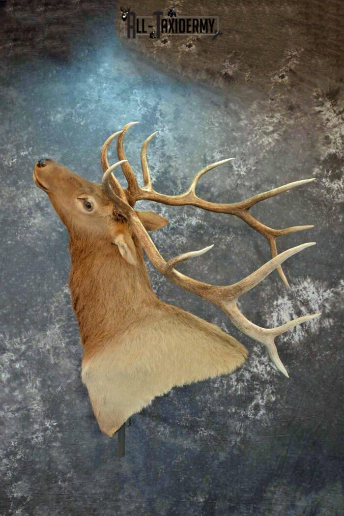 Elk Mount Ideas