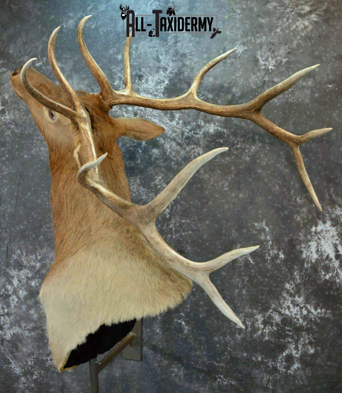 Elk Taxidermy shoulder mount wall pedestal for Sale SKU 1203 - Image 2