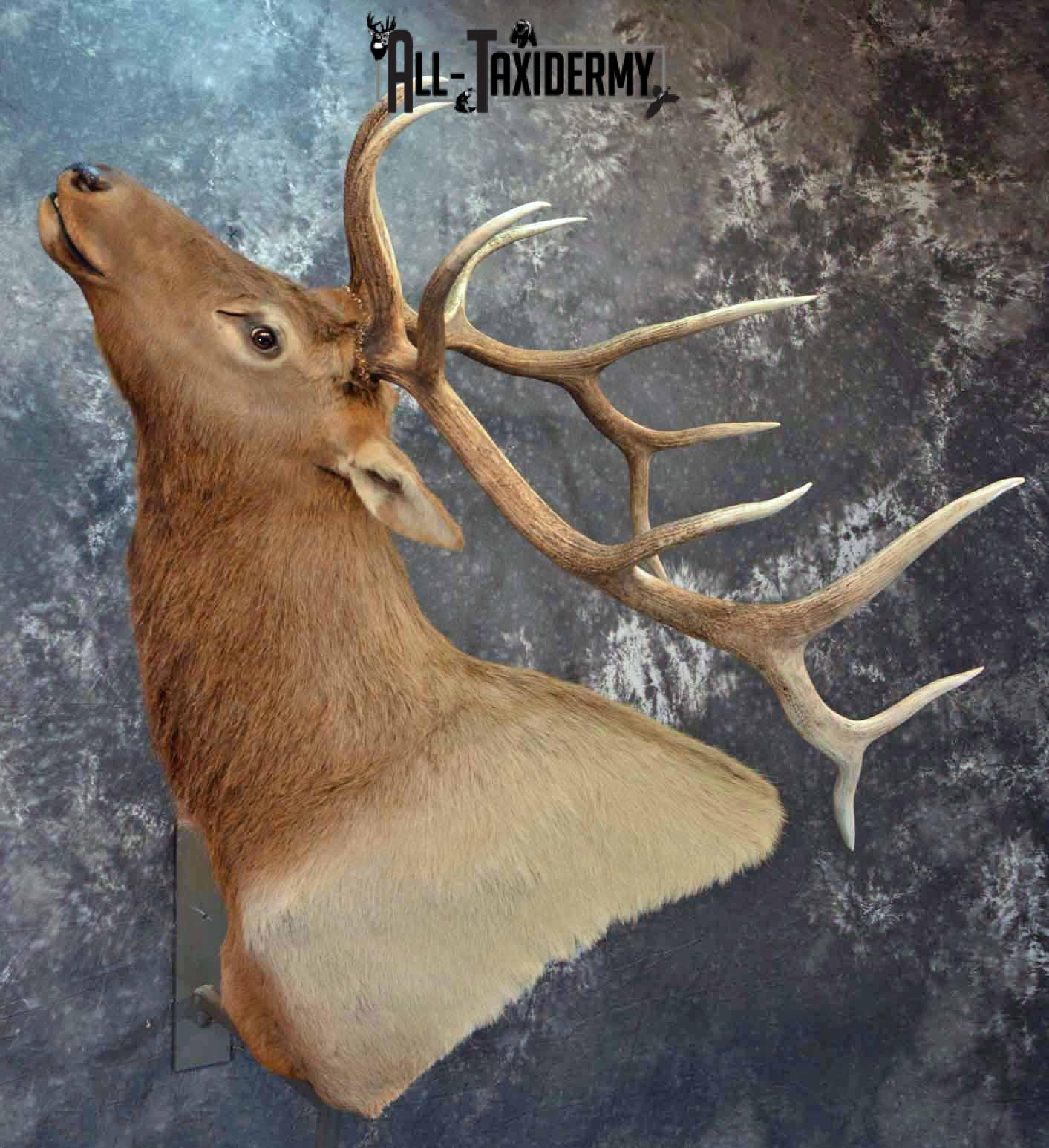 Elk Taxidermy shoulder mount wall pedestal for Sale SKU 1203 - Image 4