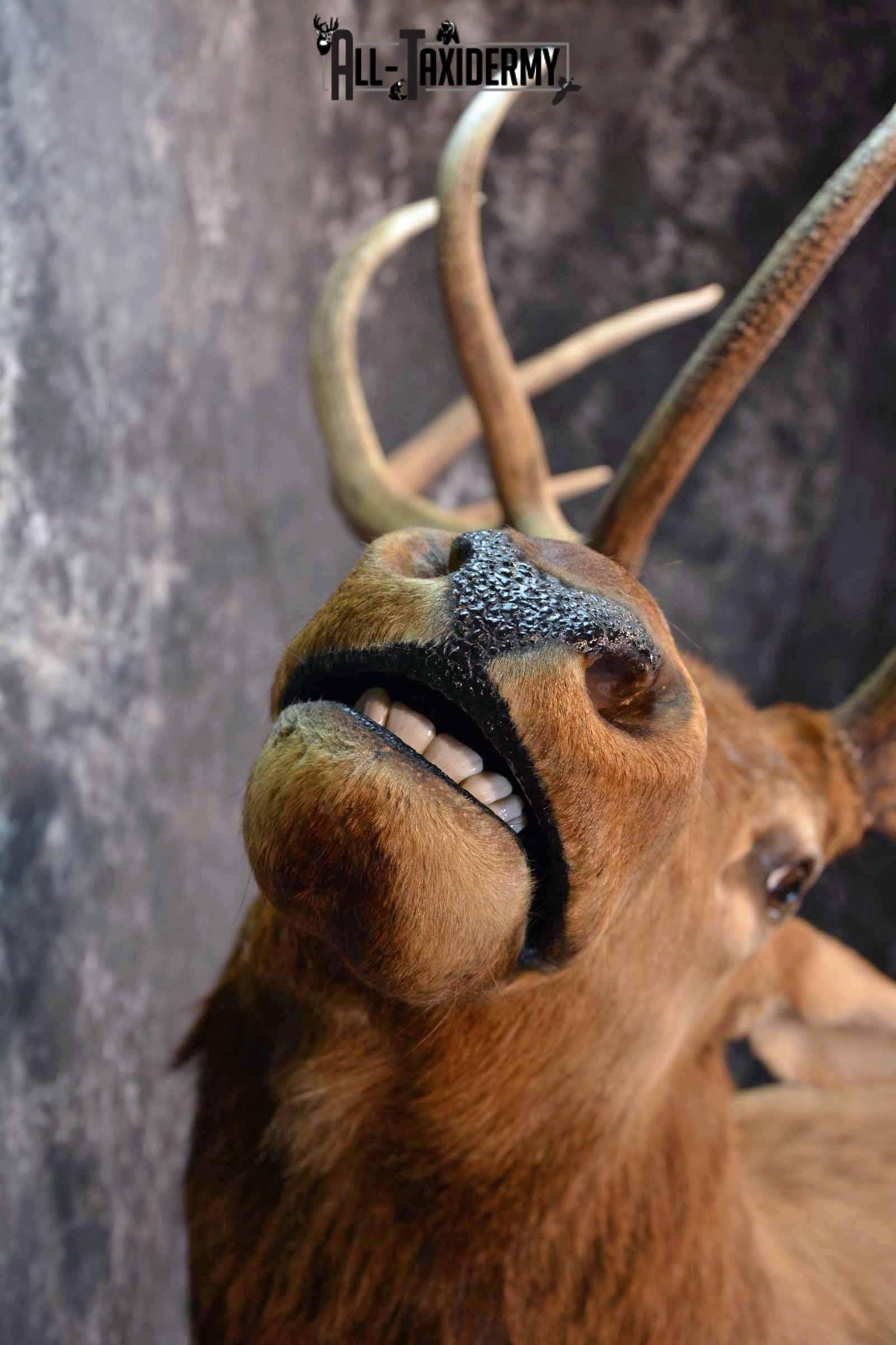 Elk Taxidermy shoulder mount wall pedestal for Sale SKU 1203 - Image 6