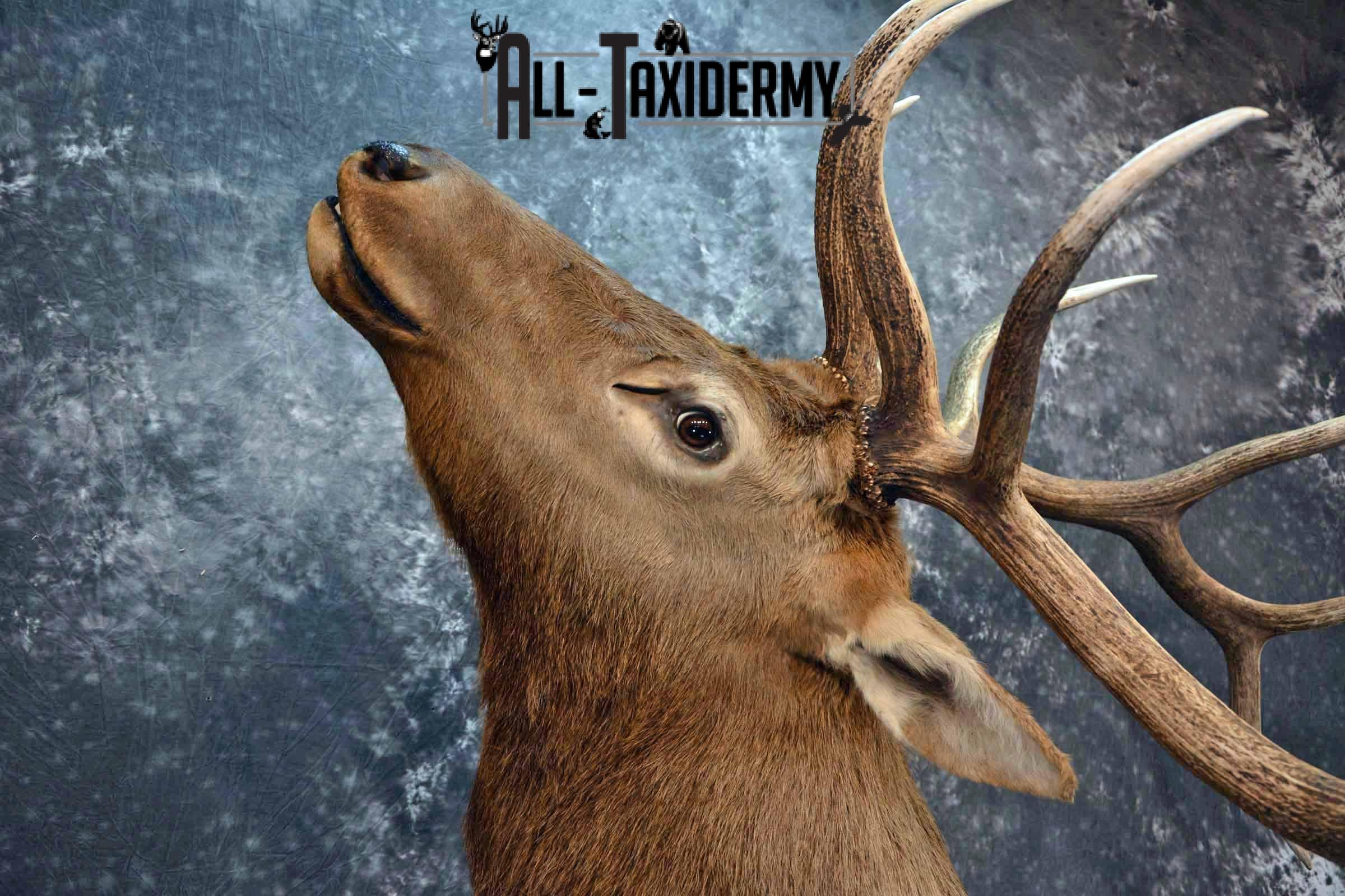 Elk Taxidermy shoulder mount wall pedestal for Sale SKU 1203 - Image 7