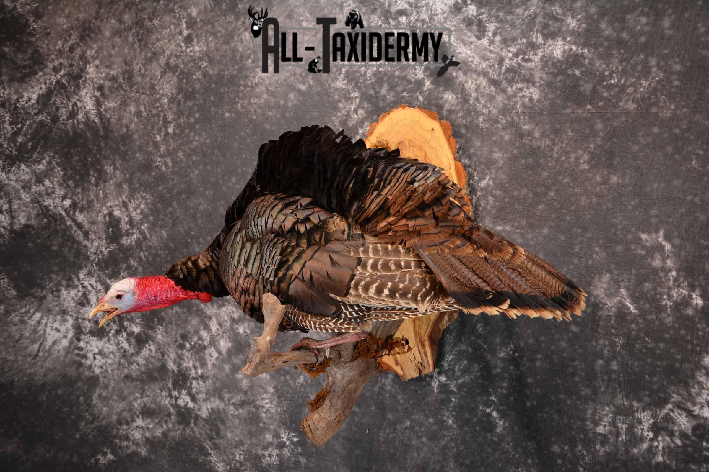Eastern Turkey Taxidermy mount for sale SKU 1256 - Image 2