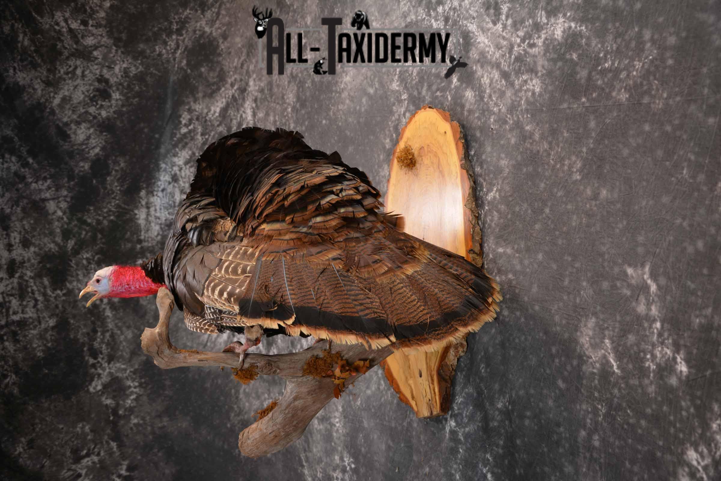 Eastern Turkey Taxidermy mount for sale SKU 1256 - Image 3