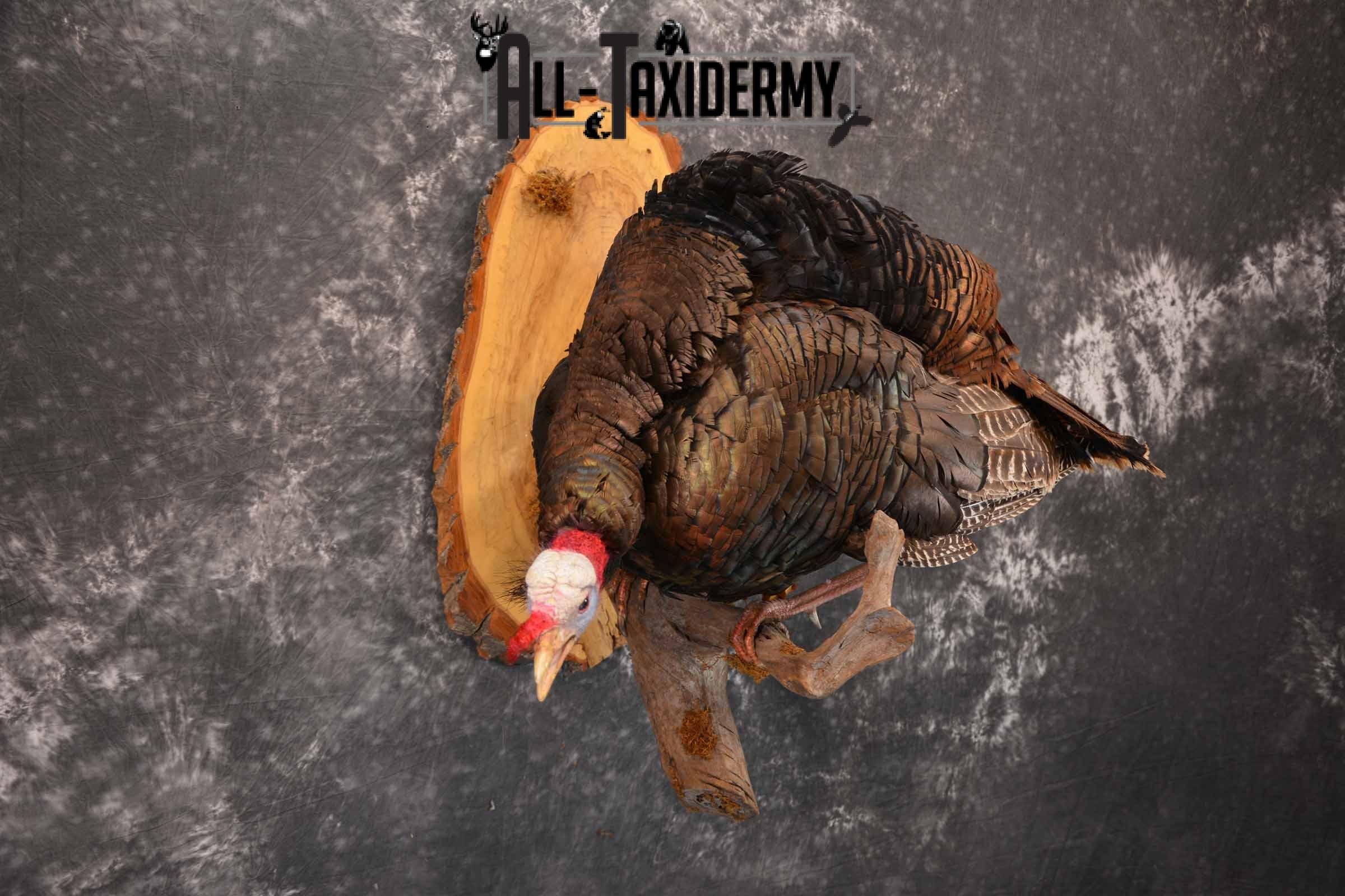 Eastern Turkey Taxidermy mount for sale SKU 1256 - Image 4