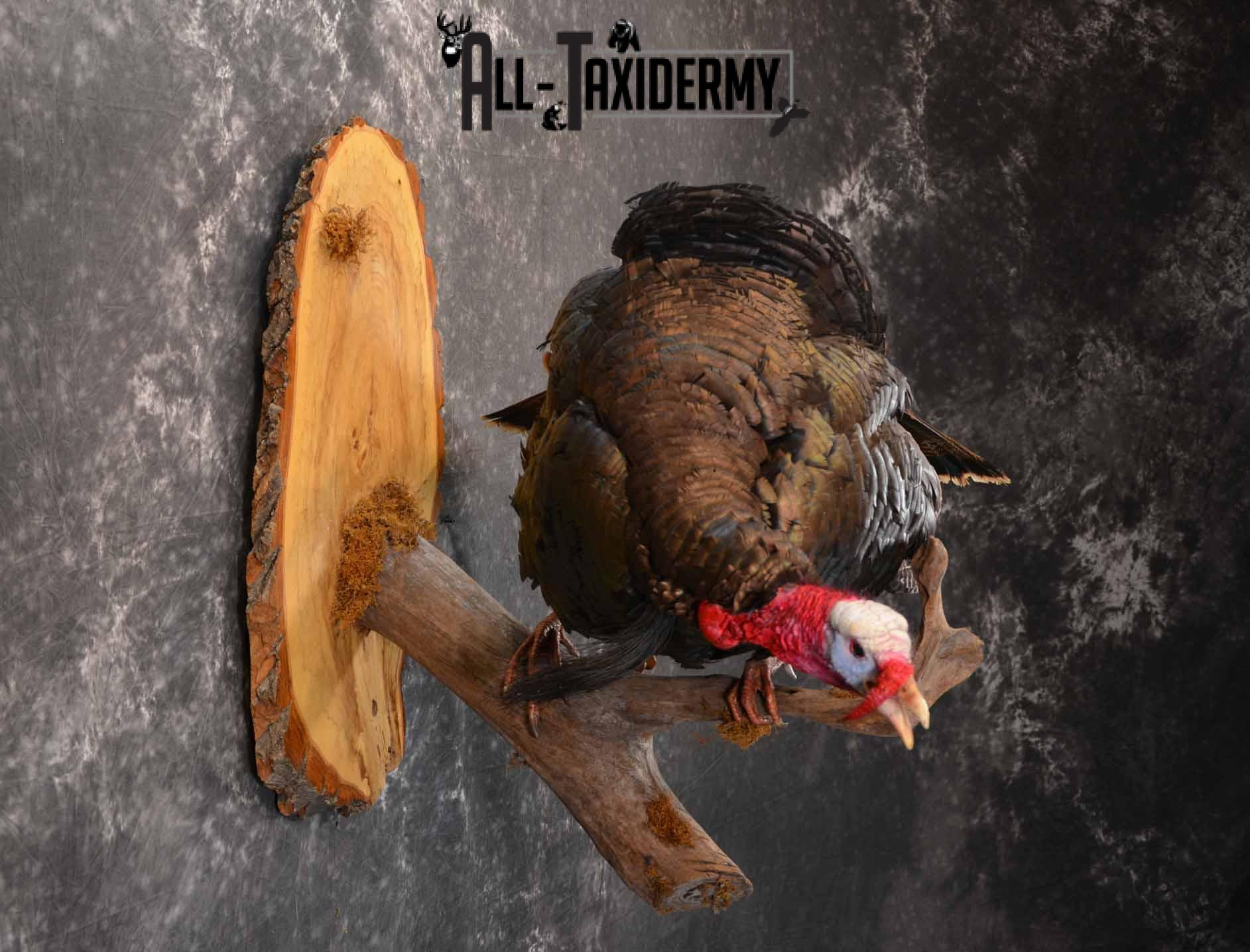 Eastern Turkey Taxidermy mount for sale SKU 1256 - Image 5