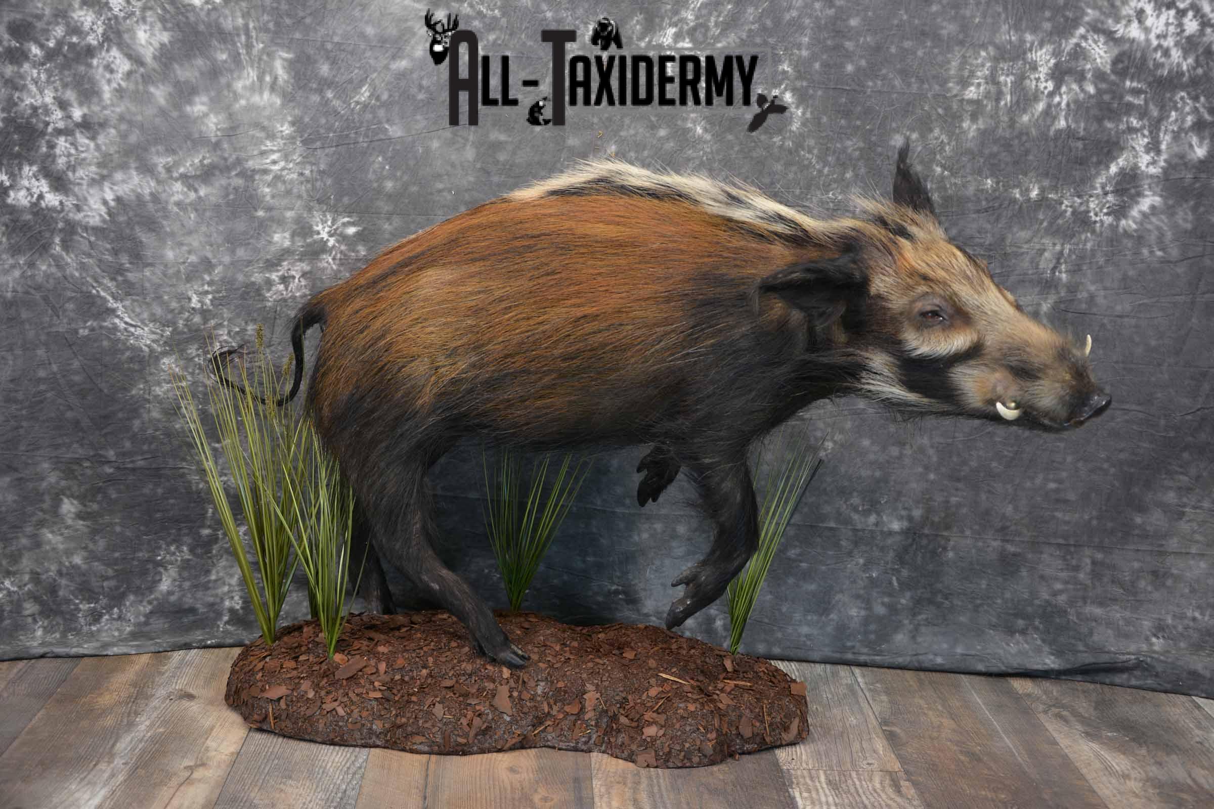 Bush Pig Taxidermy mount for sale SKU 1255 - Image 2