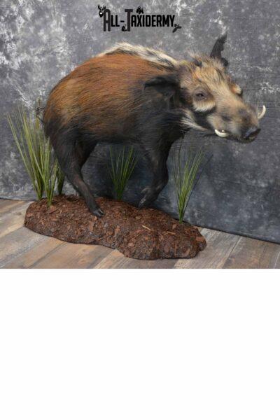 Bush Pig Taxidermy mount for sale SKU 1255