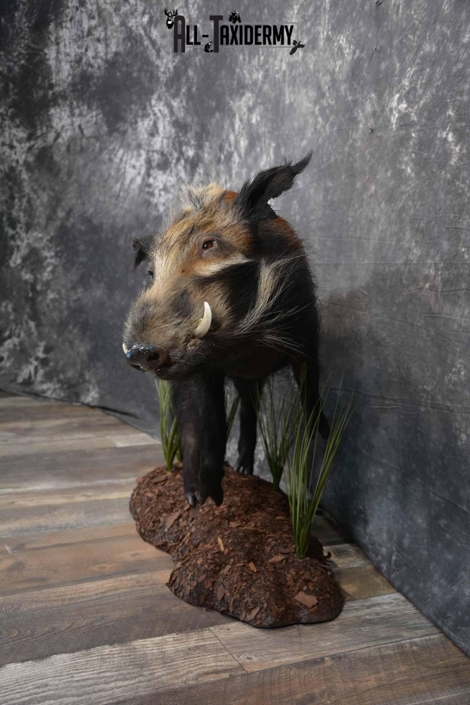 Bush Pig Taxidermy mount for sale SKU 1255 - Image 3