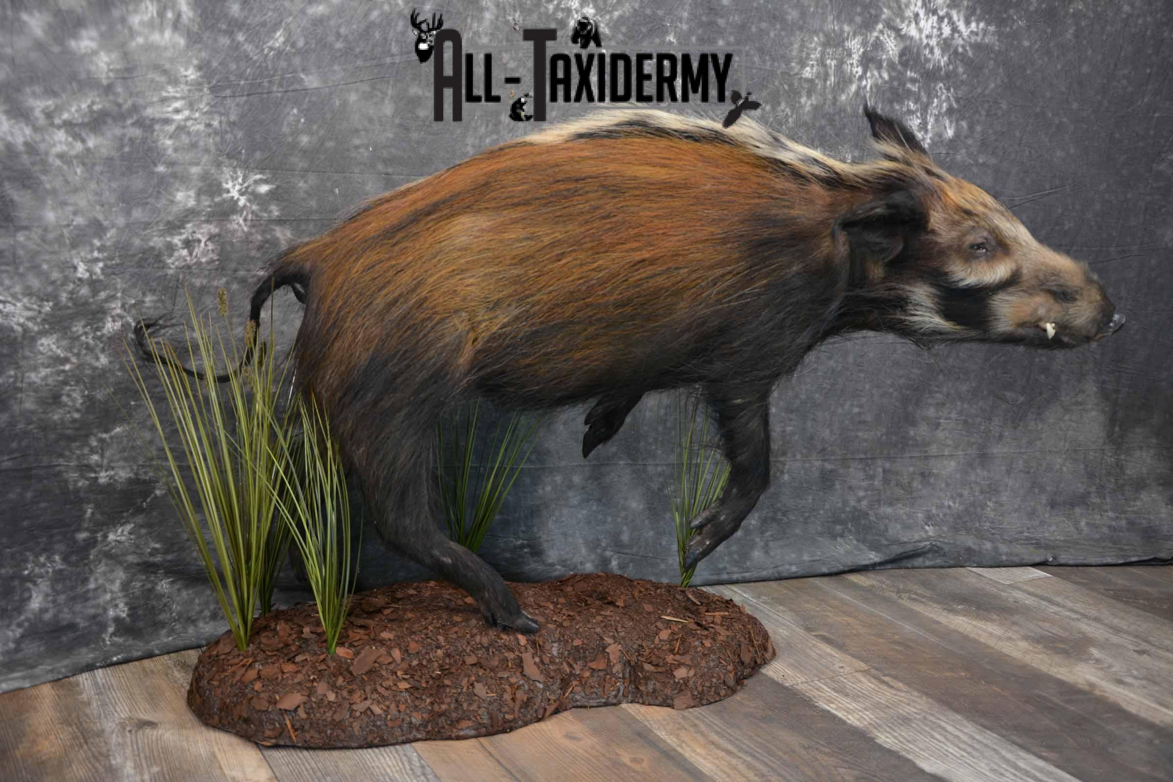 Bush Pig Taxidermy mount for sale SKU 1255 - Image 4