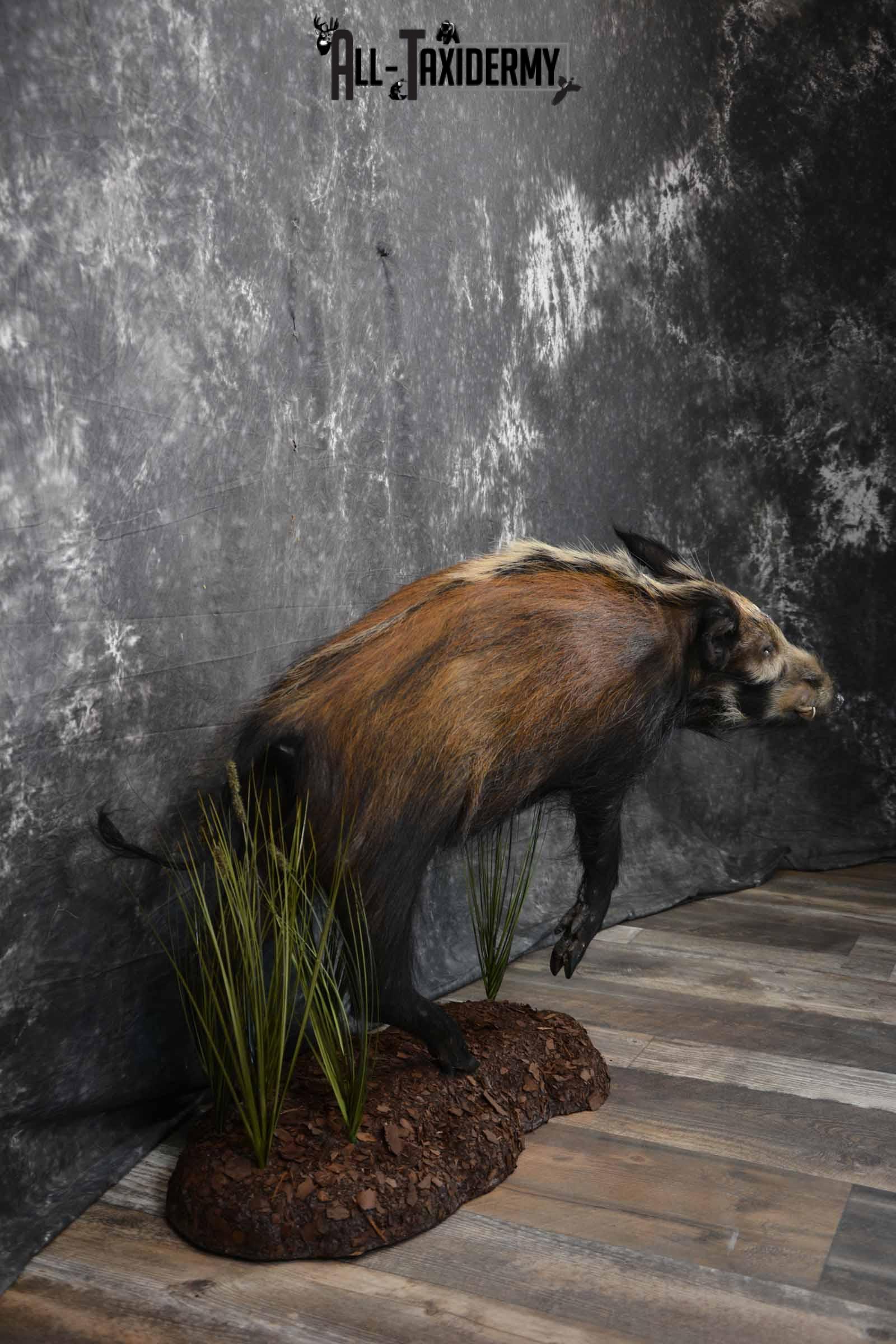 Bush Pig Taxidermy mount for sale SKU 1255 - Image 5