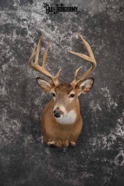 Whitetail deer taxidermy mount for sale SKU 1214