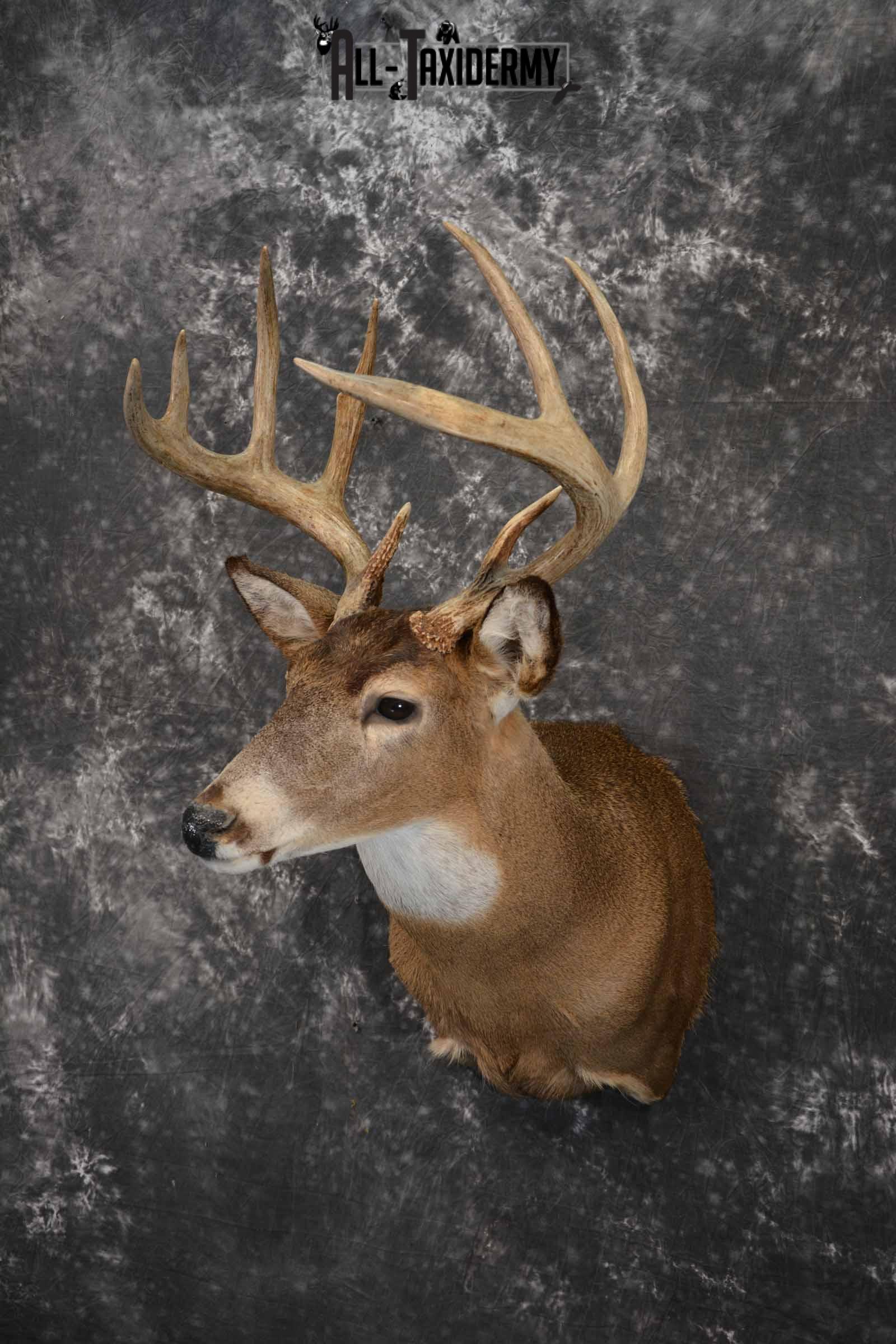 Whitetail deer taxidermy mount for sale SKU 1214 - Image 2