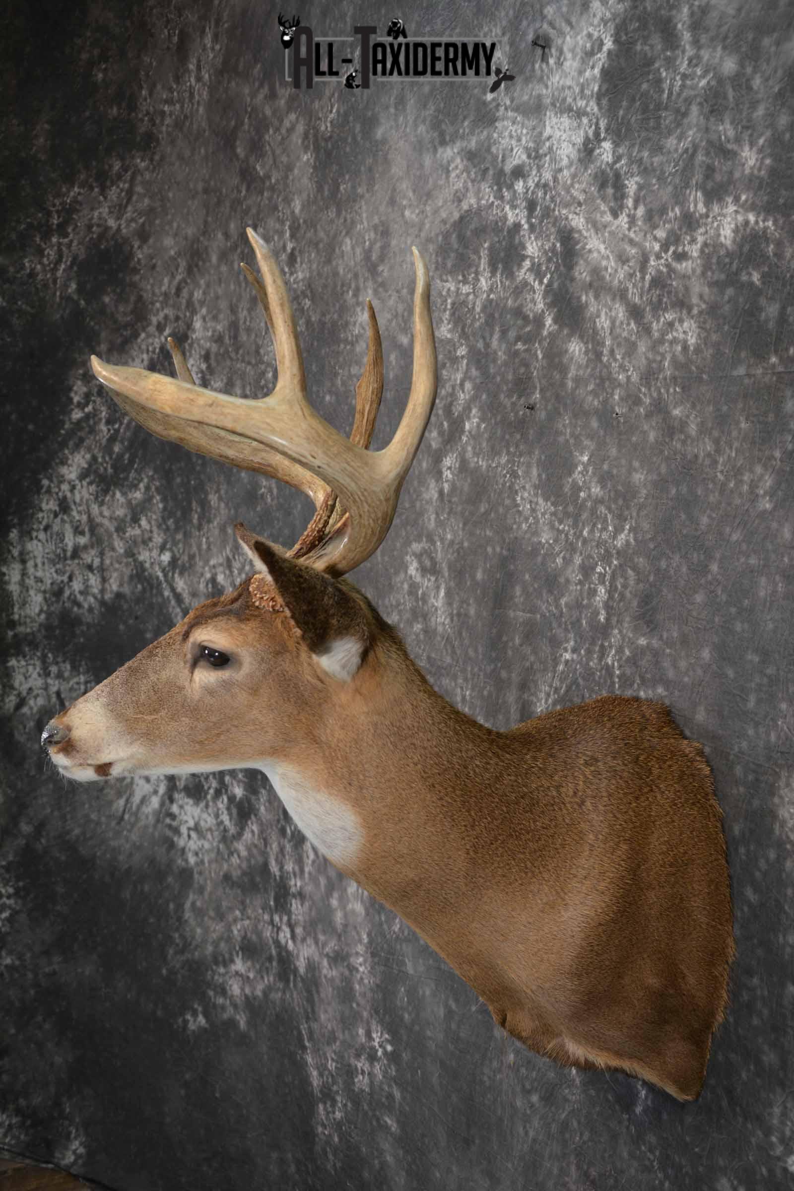 Whitetail deer taxidermy mount for sale SKU 1214 - Image 3