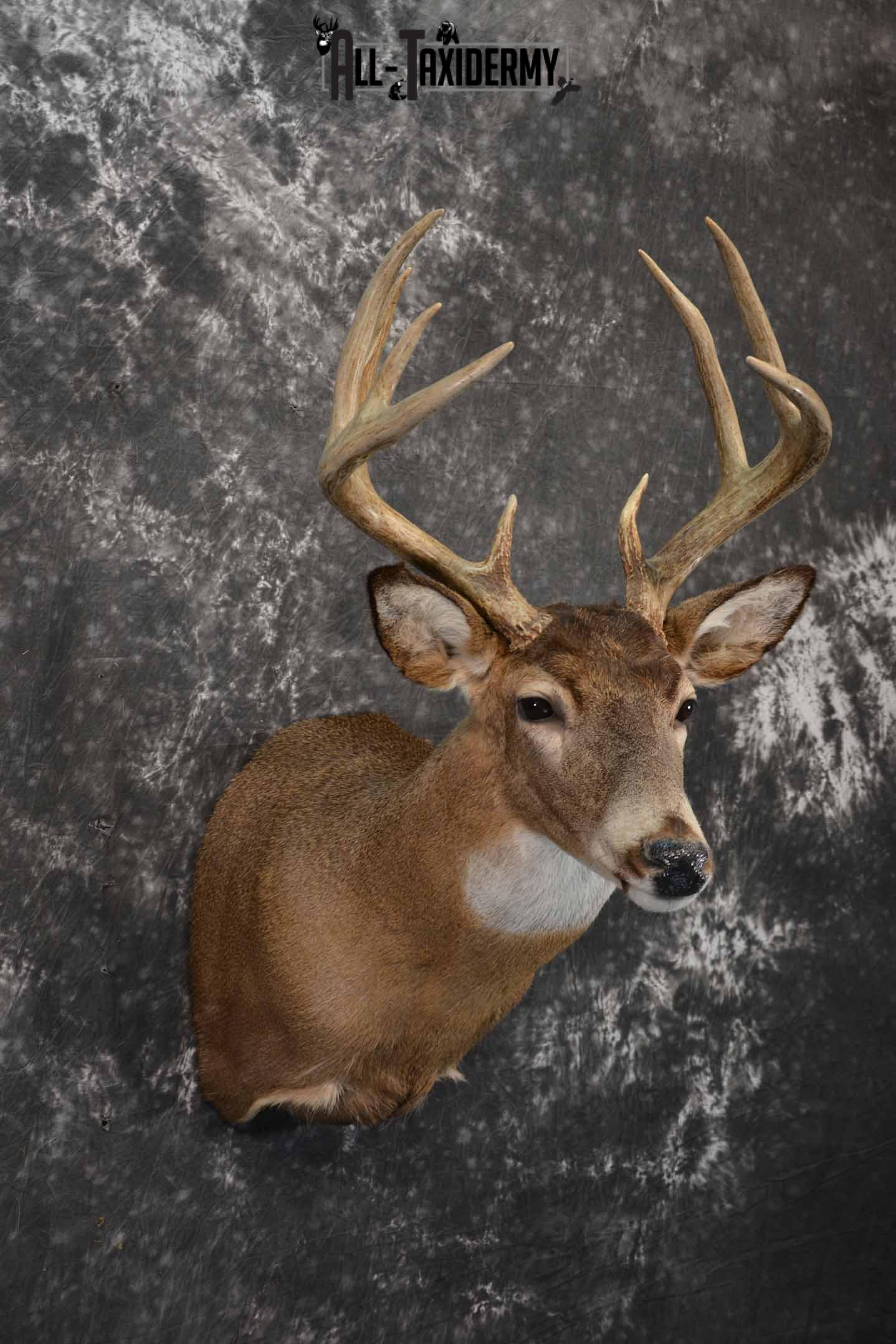 Whitetail deer taxidermy mount for sale SKU 1214 - Image 4