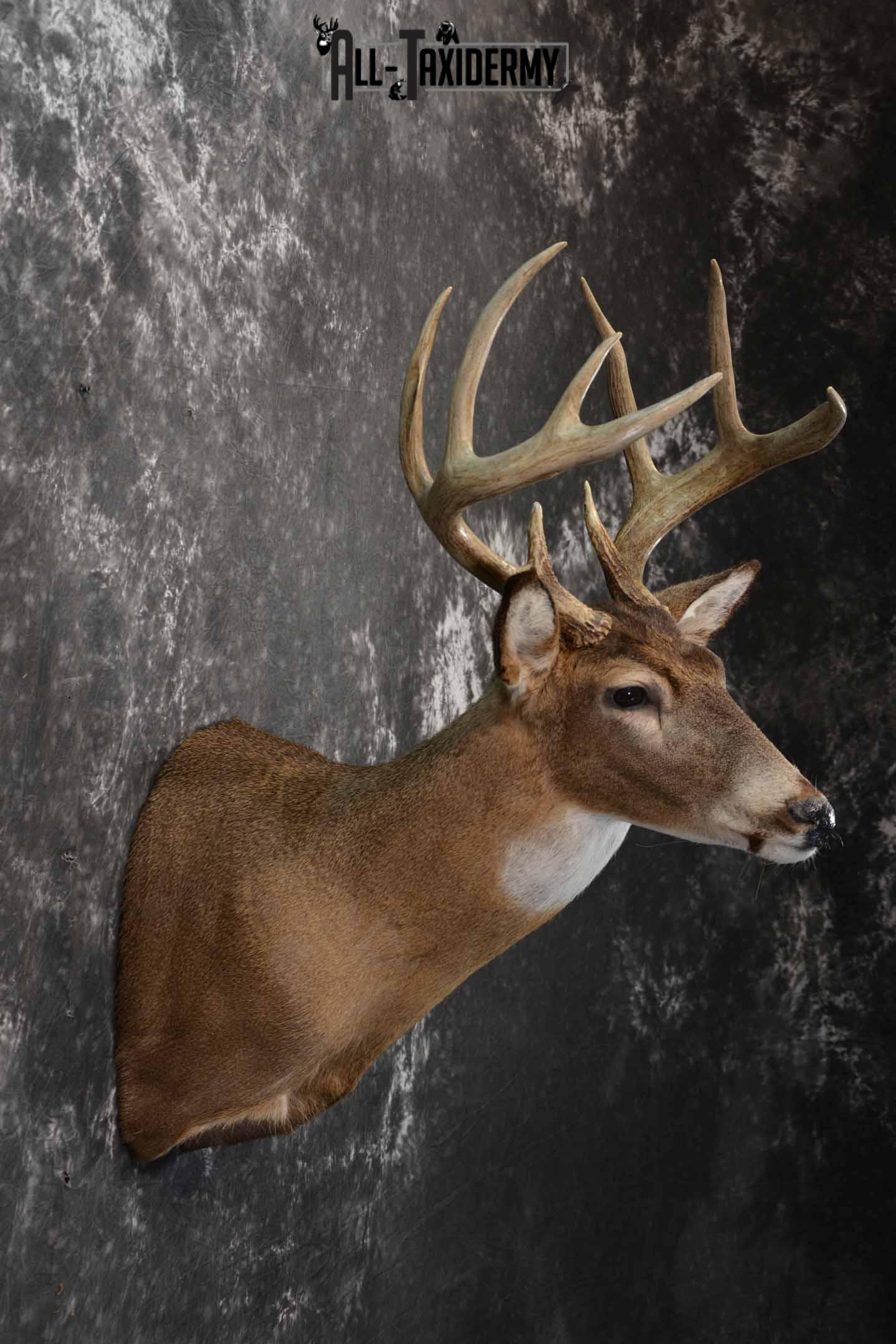 Whitetail deer taxidermy mount for sale SKU 1214 - Image 5
