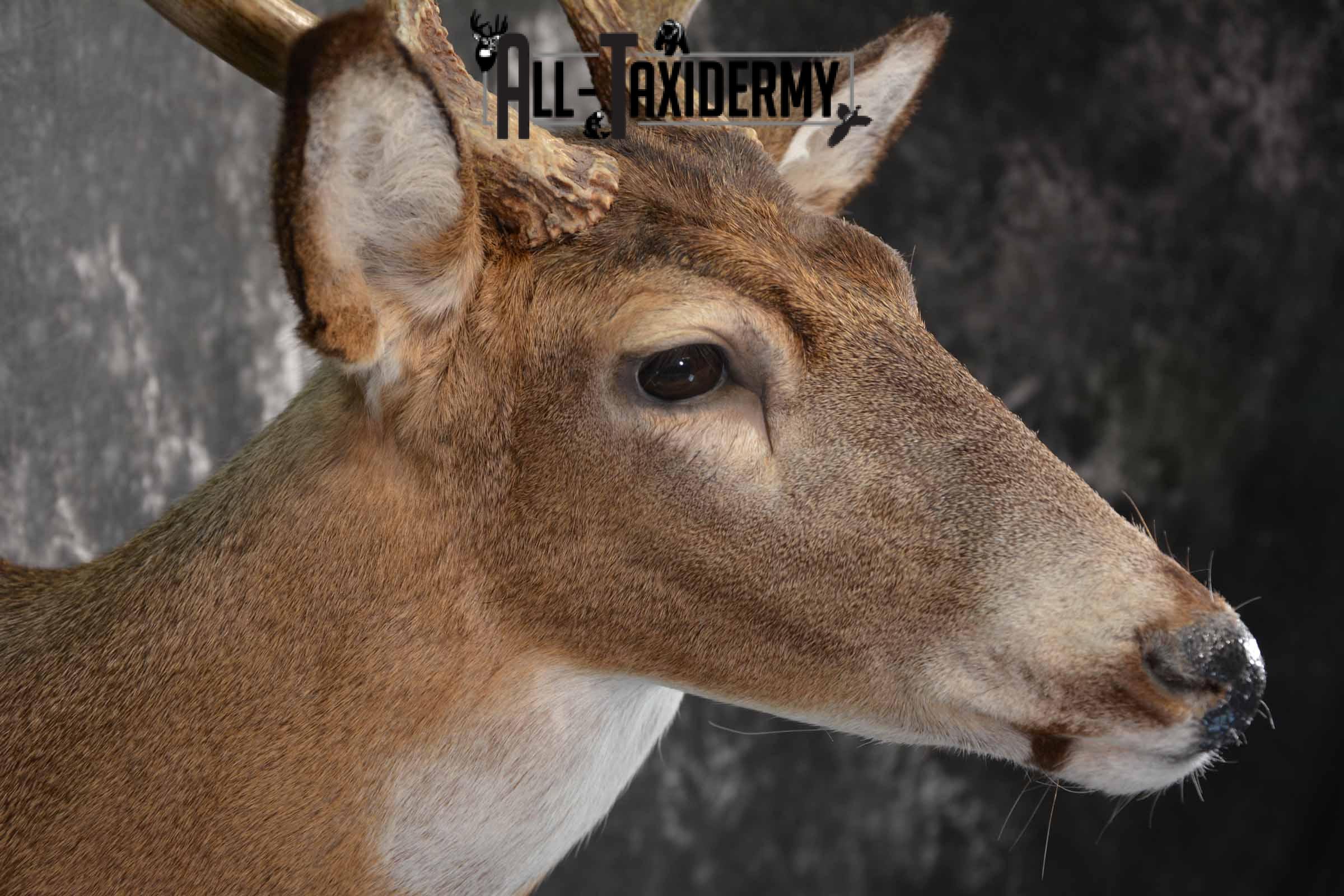 Whitetail deer taxidermy mount for sale SKU 1214 - Image 6