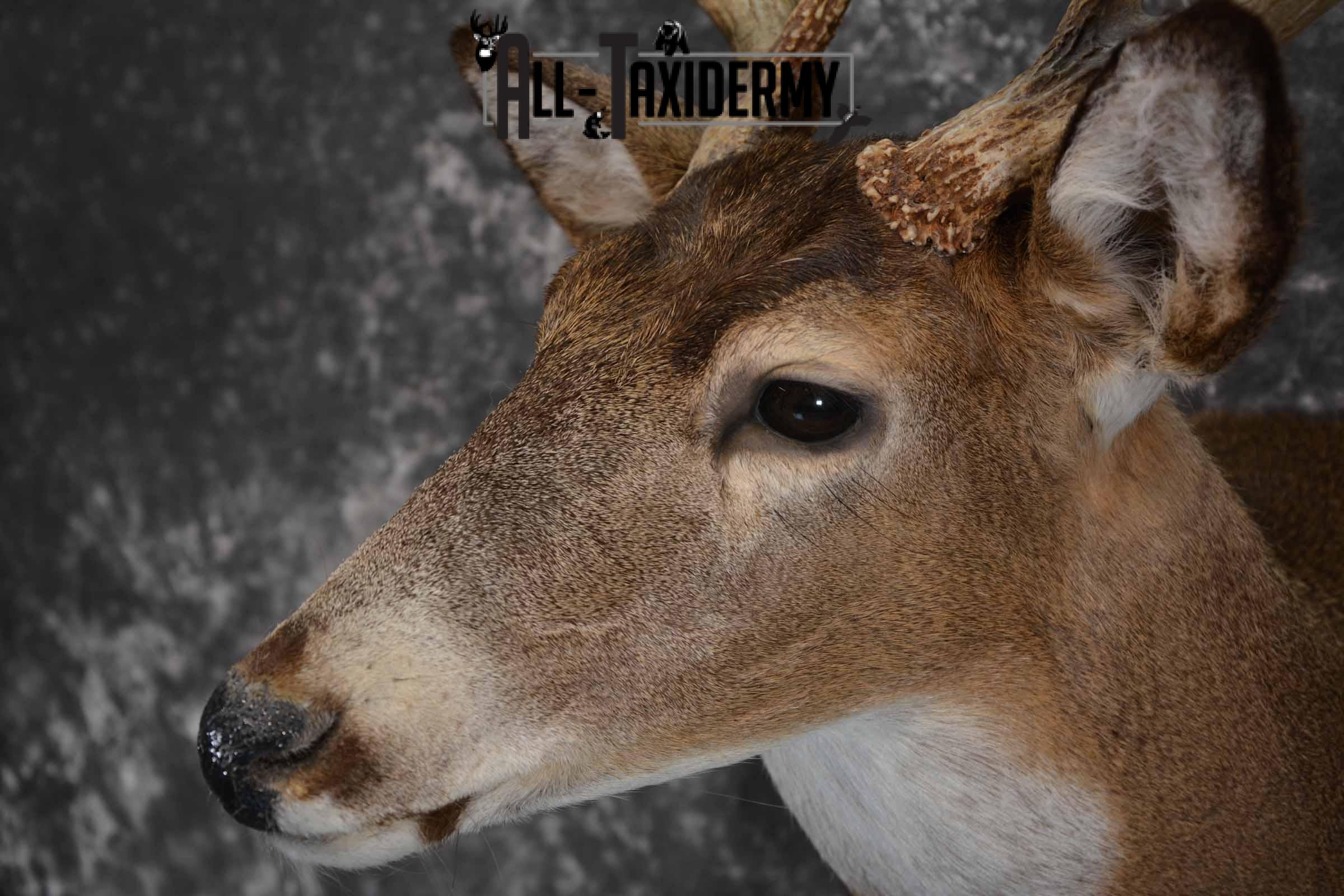 Whitetail deer taxidermy mount for sale SKU 1214 - Image 7