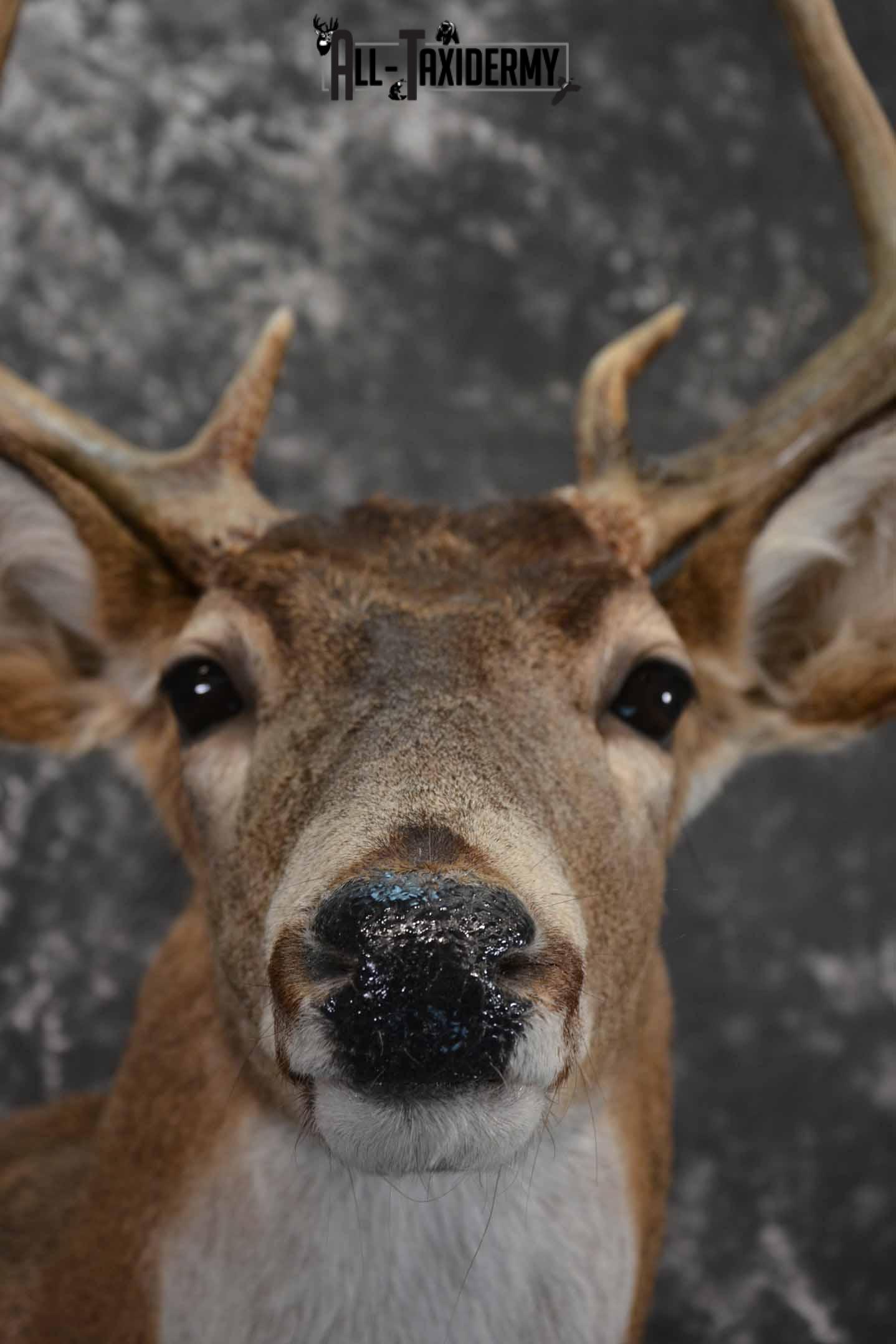 Whitetail deer taxidermy mount for sale SKU 1214 - Image 8