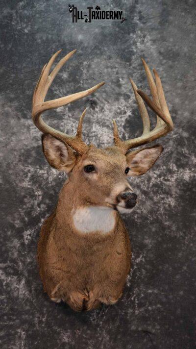 Whitetail deer taxidermy mount for sale SKU 1213