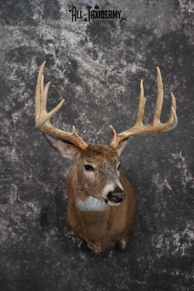 Whitetail shoulder taxidermy shoulder mount for sale SKU 1194