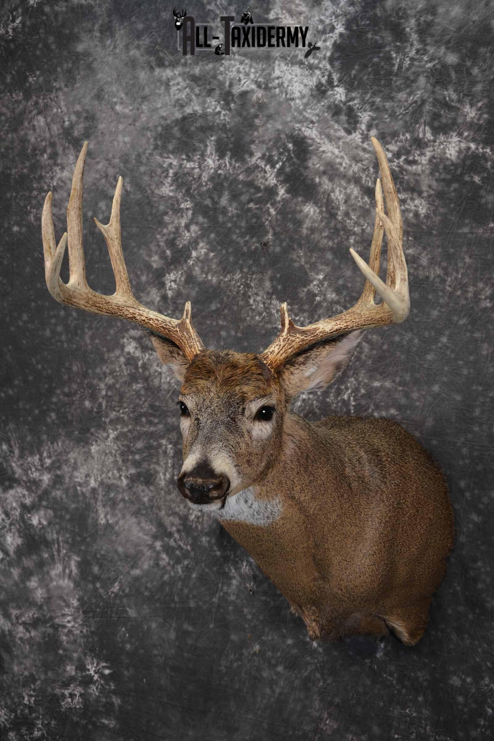 Whitetail shoulder taxidermy shoulder mount for sale SKU 1194 - Image 2