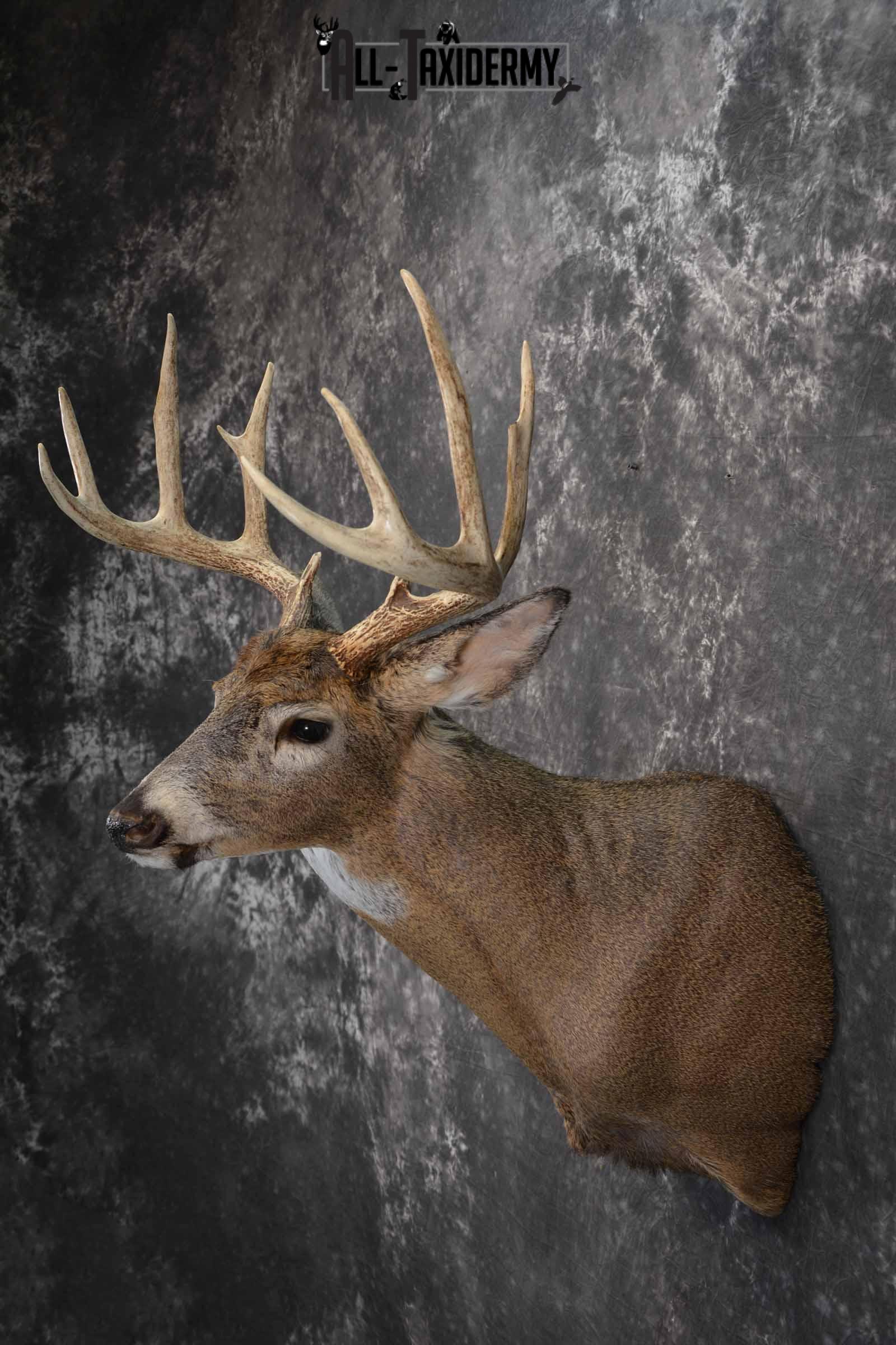 Whitetail shoulder taxidermy shoulder mount for sale SKU 1194 - Image 3