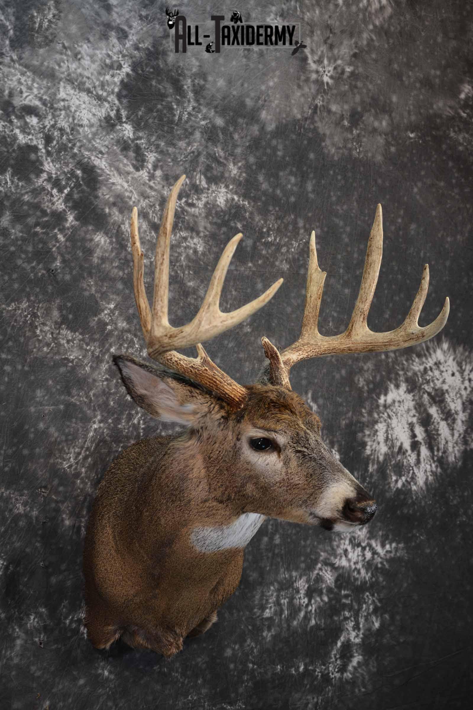 Whitetail shoulder taxidermy shoulder mount for sale SKU 1194 - Image 4