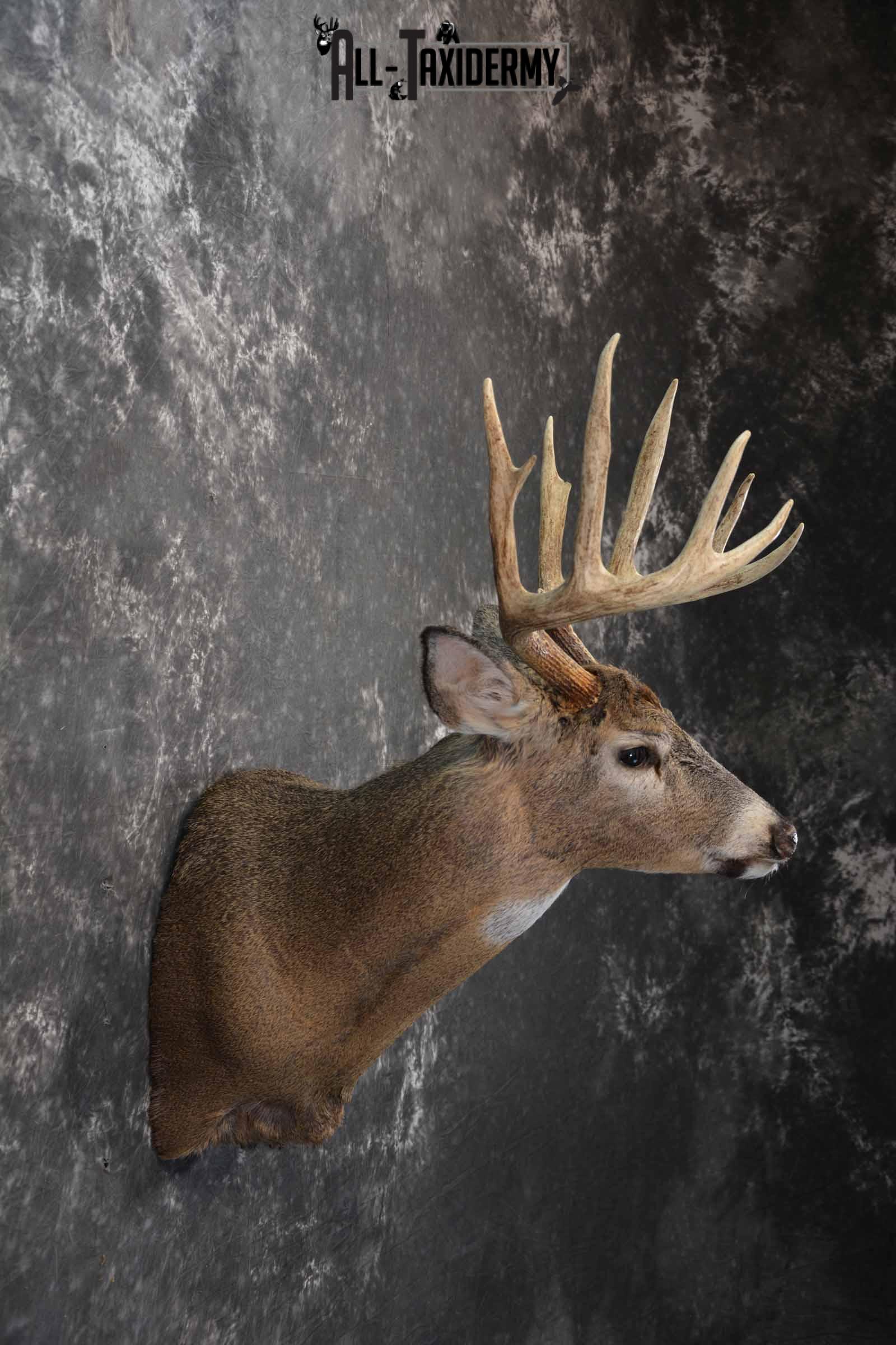 Whitetail shoulder taxidermy shoulder mount for sale SKU 1194 - Image 5