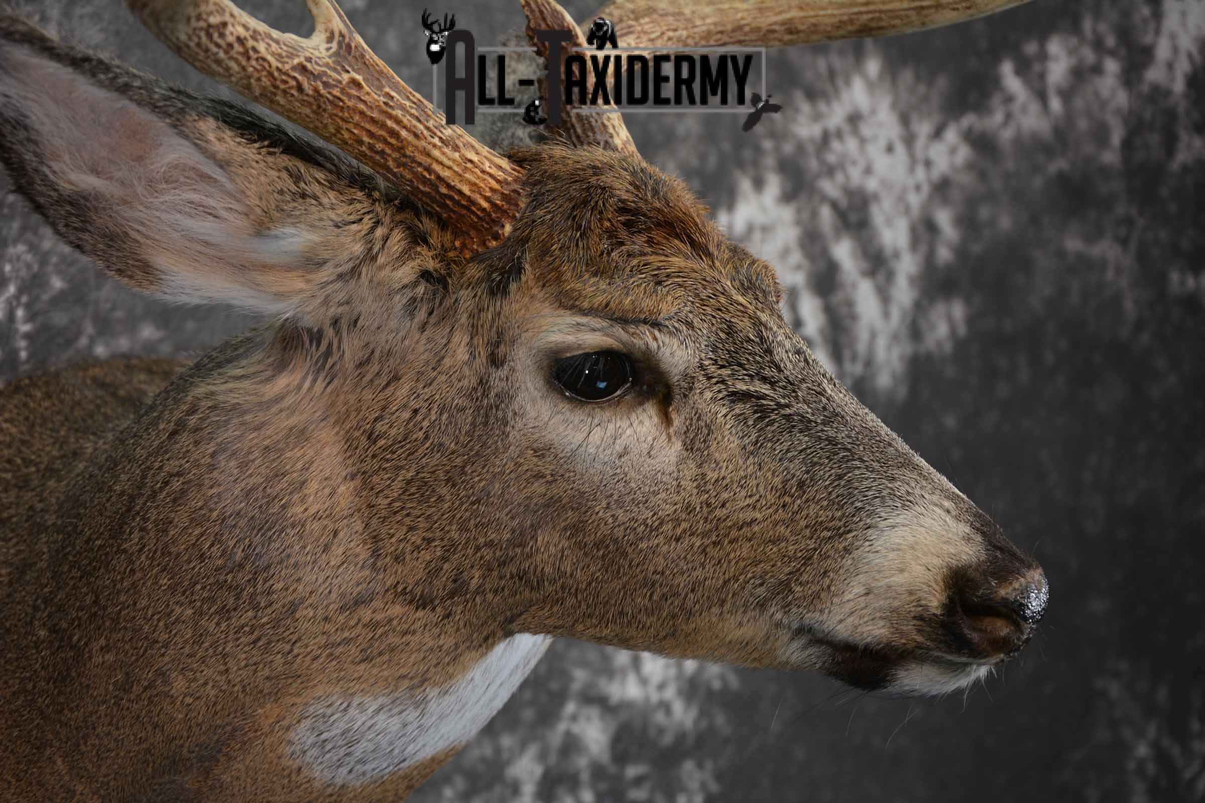 Whitetail shoulder taxidermy shoulder mount for sale SKU 1194 - Image 6