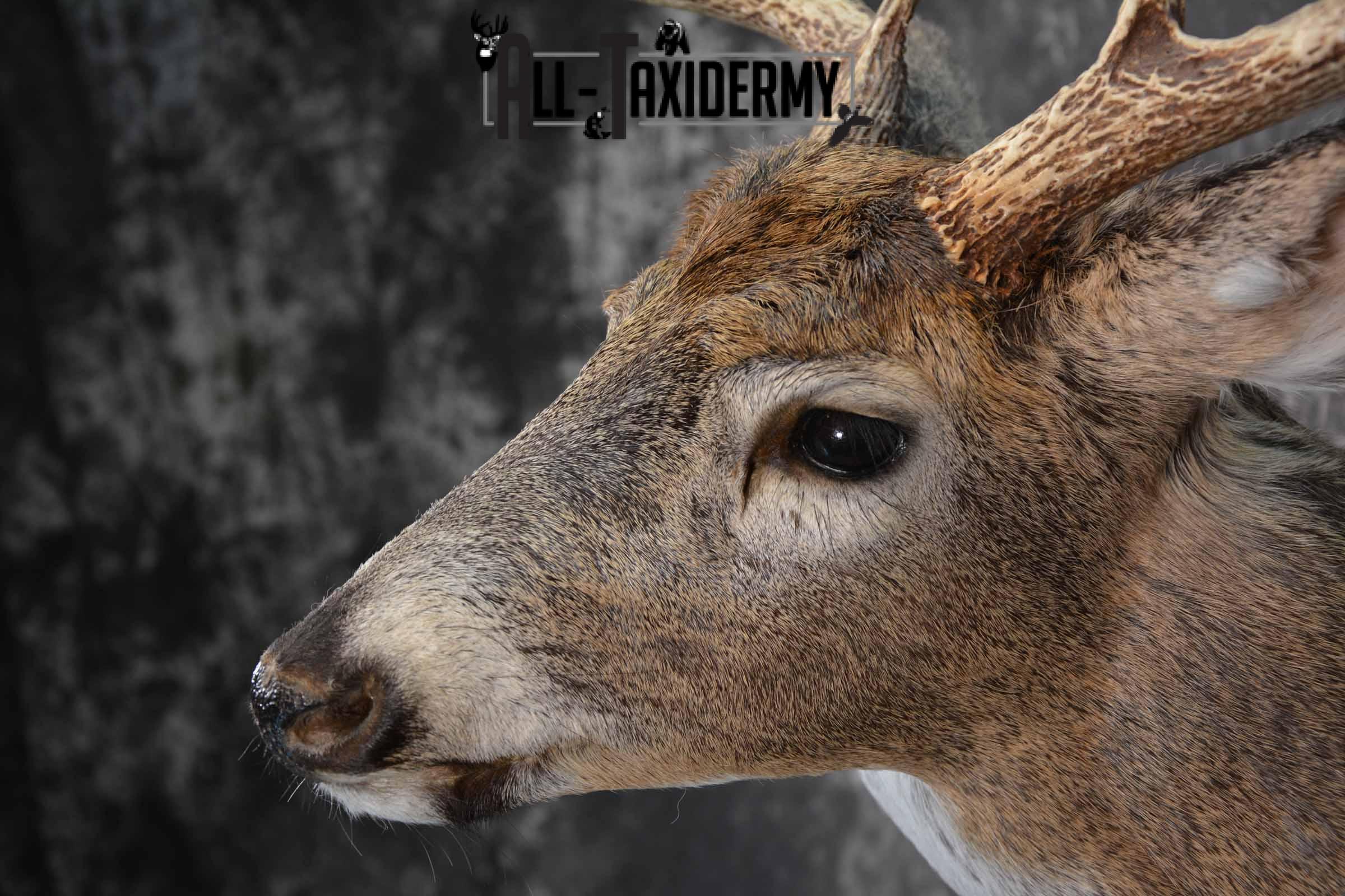 Whitetail shoulder taxidermy shoulder mount for sale SKU 1194 - Image 7