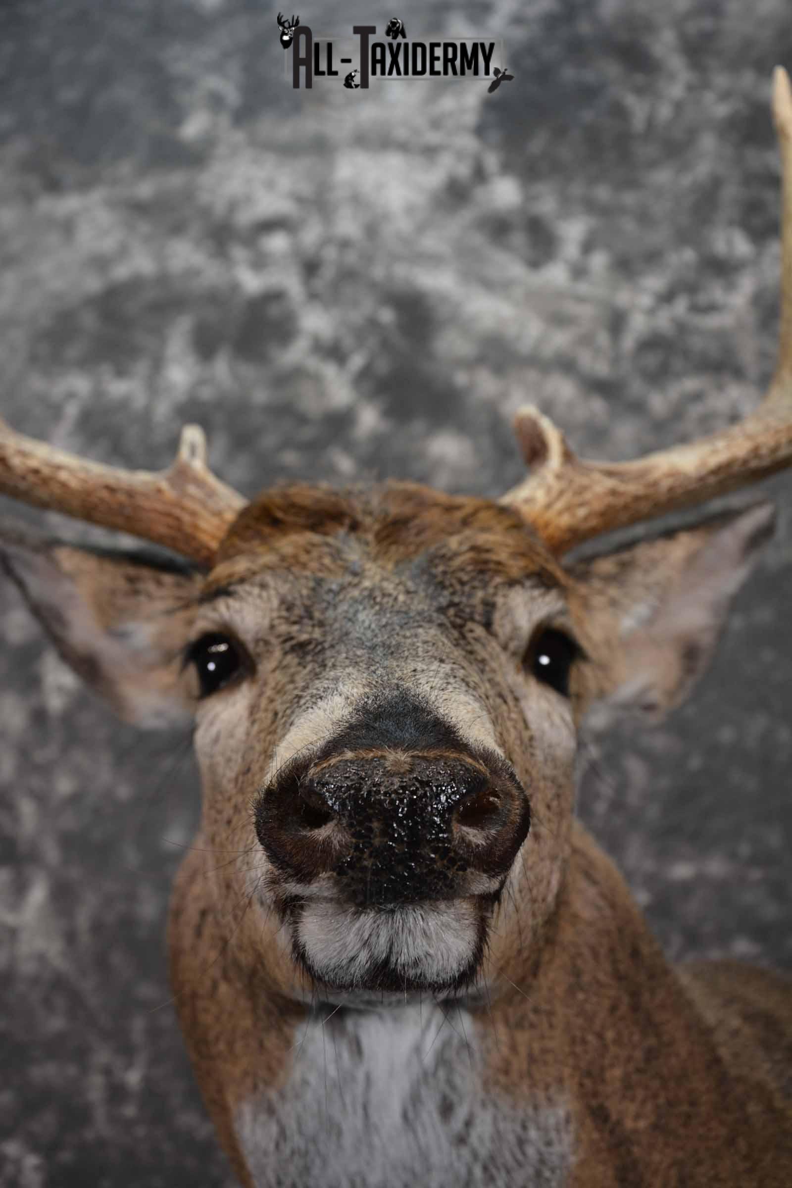 Whitetail shoulder taxidermy shoulder mount for sale SKU 1194 - Image 8