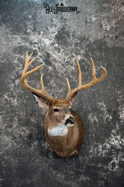 Whitetail Deer shoulder taxidermy  mount for sale SKU 1082
