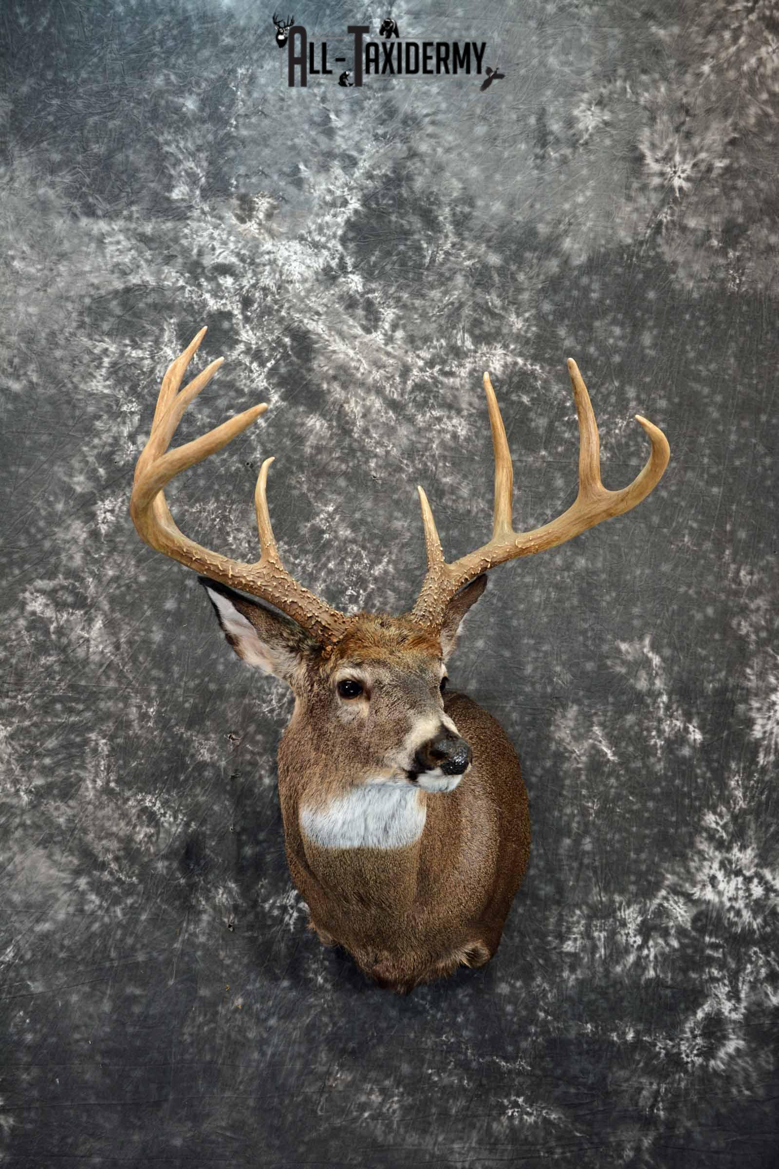 Whitetail Deer shoulder taxidermy mount for sale SKU 1082