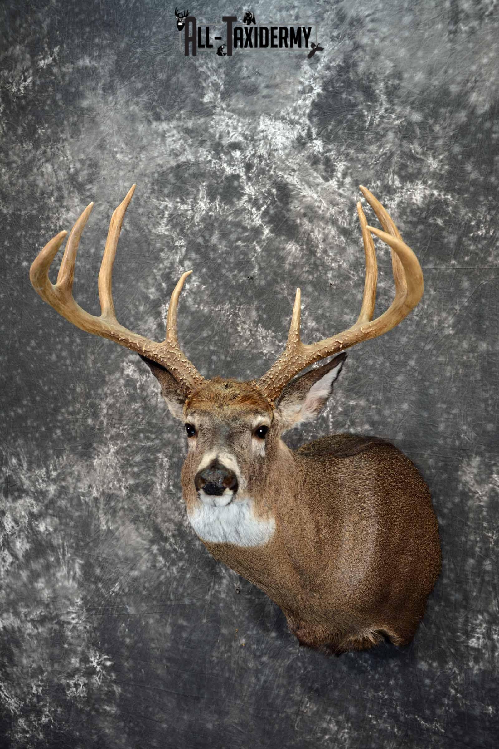Whitetail Deer shoulder taxidermy mount for sale SKU 1082 - Image 2