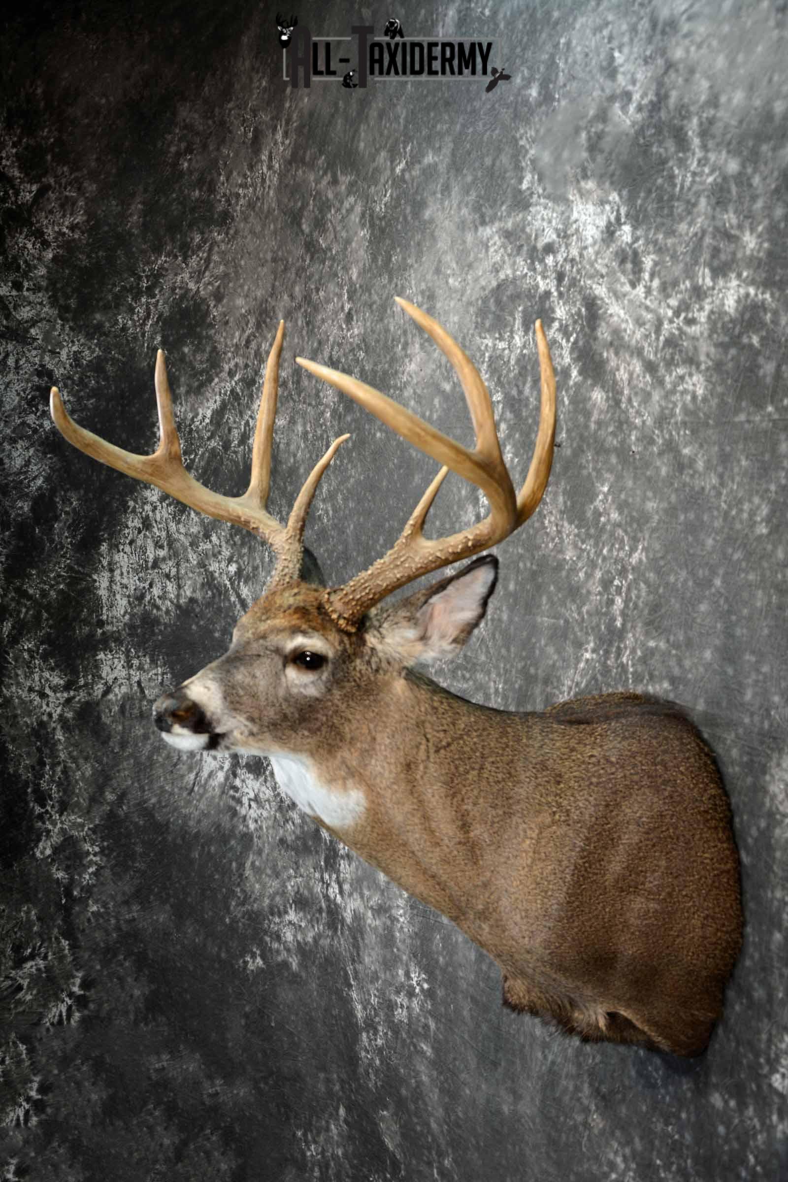 Whitetail Deer shoulder taxidermy mount for sale SKU 1082 - Image 3