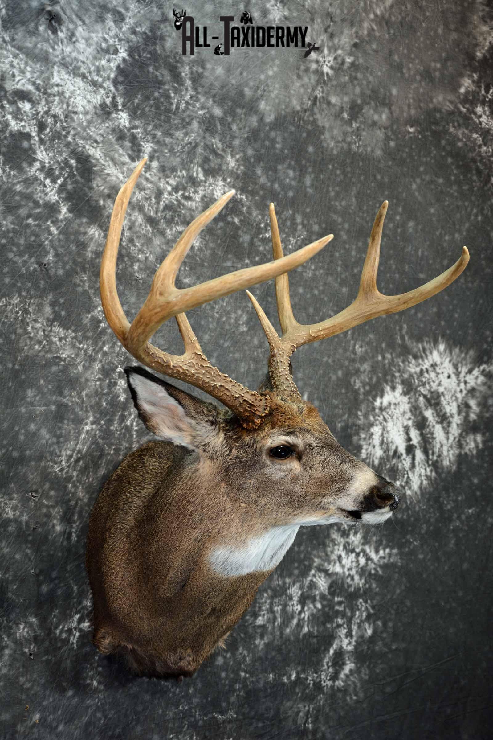 Whitetail Deer shoulder taxidermy mount for sale SKU 1082 - Image 4