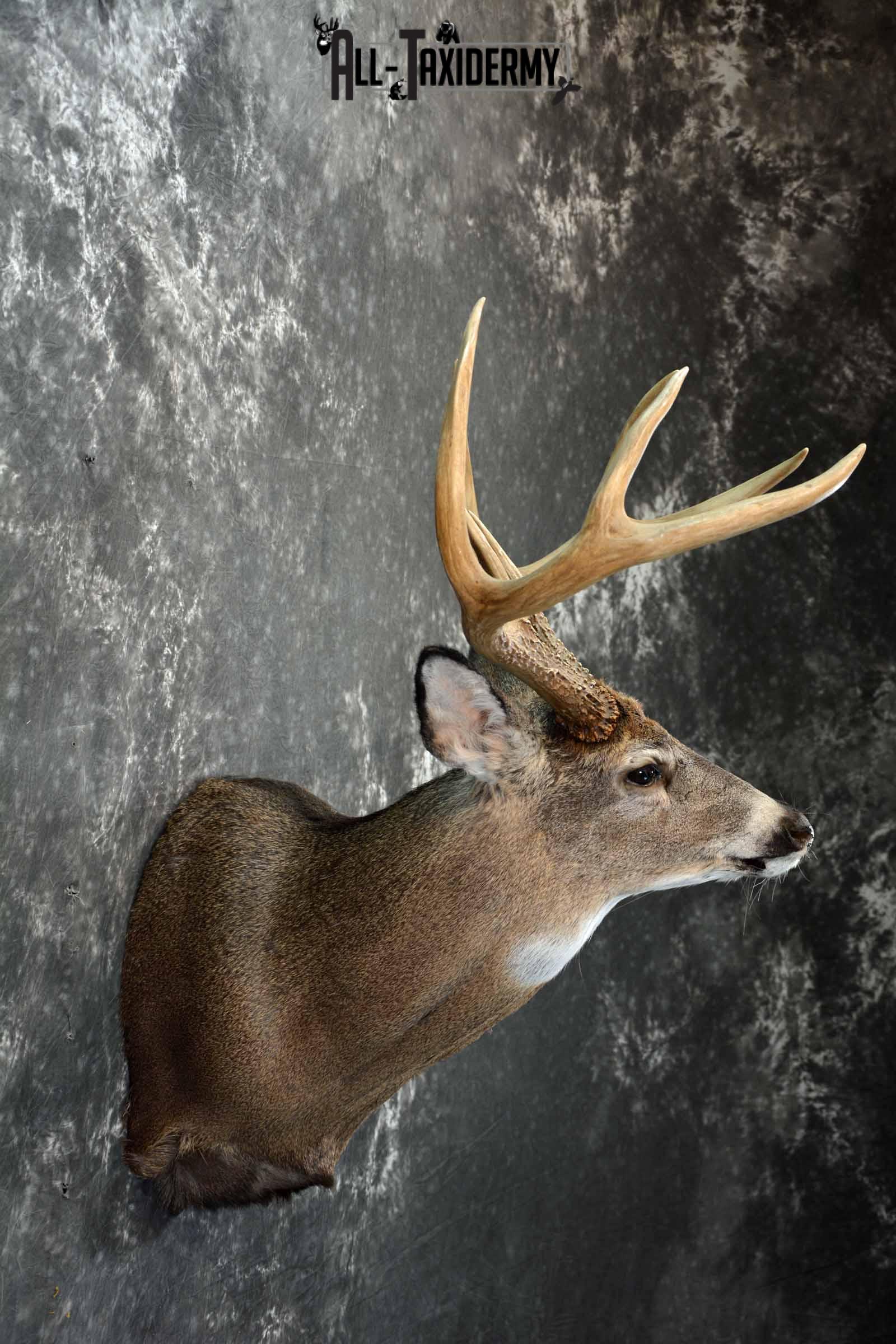 Whitetail Deer shoulder taxidermy mount for sale SKU 1082 - Image 5