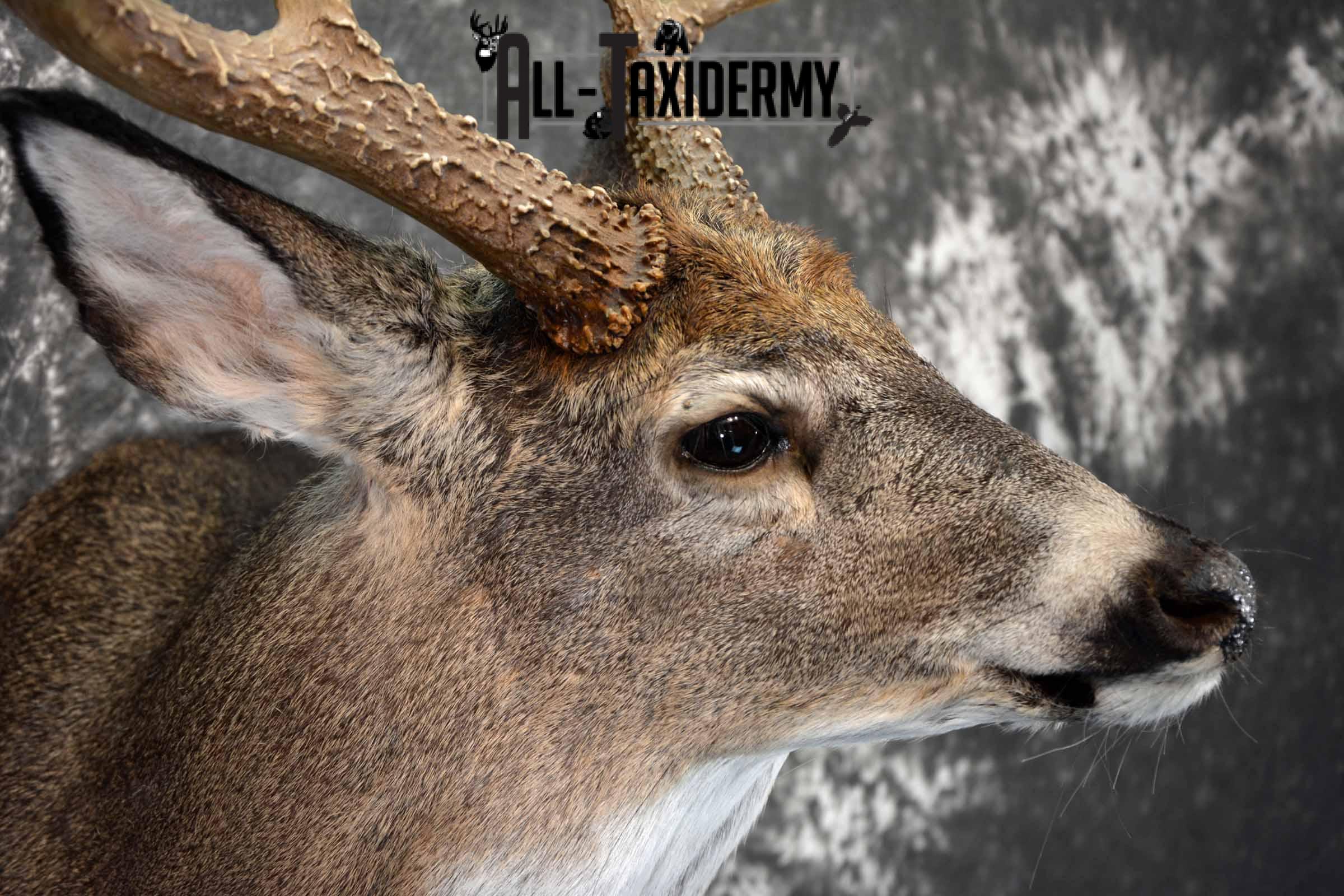 Whitetail Deer shoulder taxidermy mount for sale SKU 1082 - Image 6