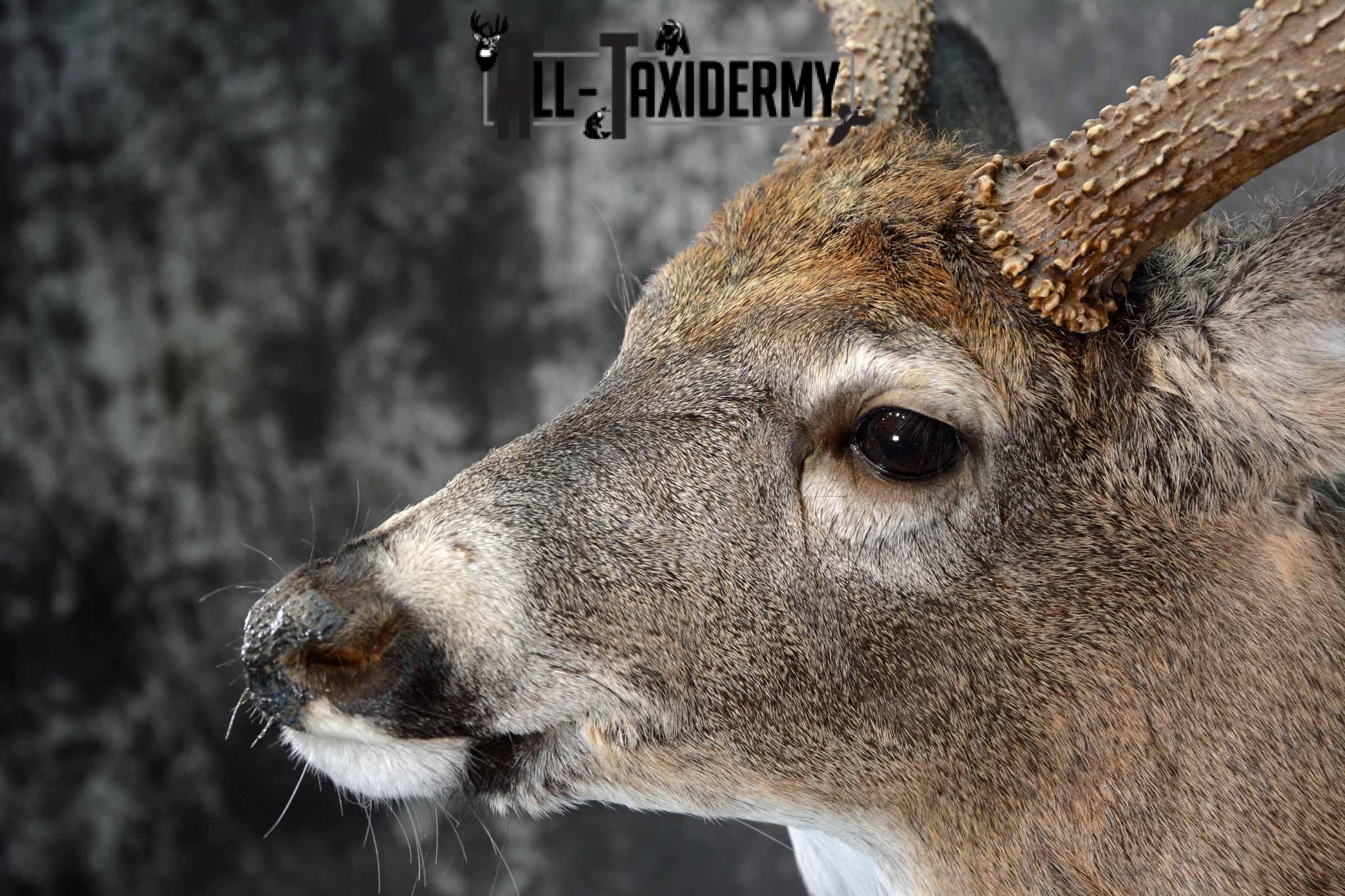 Whitetail Deer shoulder taxidermy mount for sale SKU 1082 - Image 7
