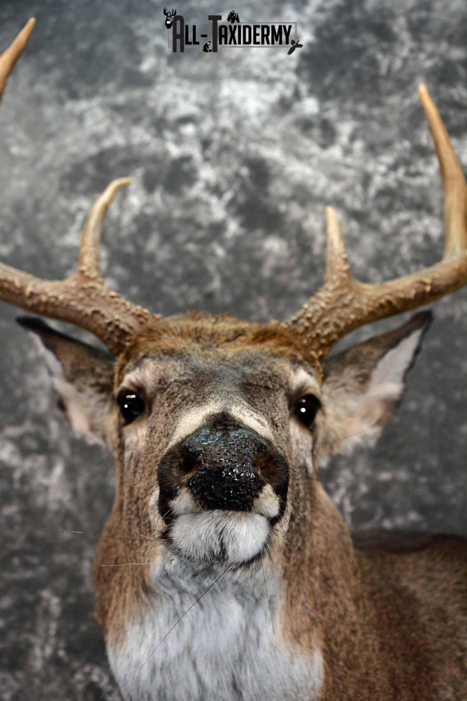 Whitetail Deer shoulder taxidermy mount for sale SKU 1082 - Image 8