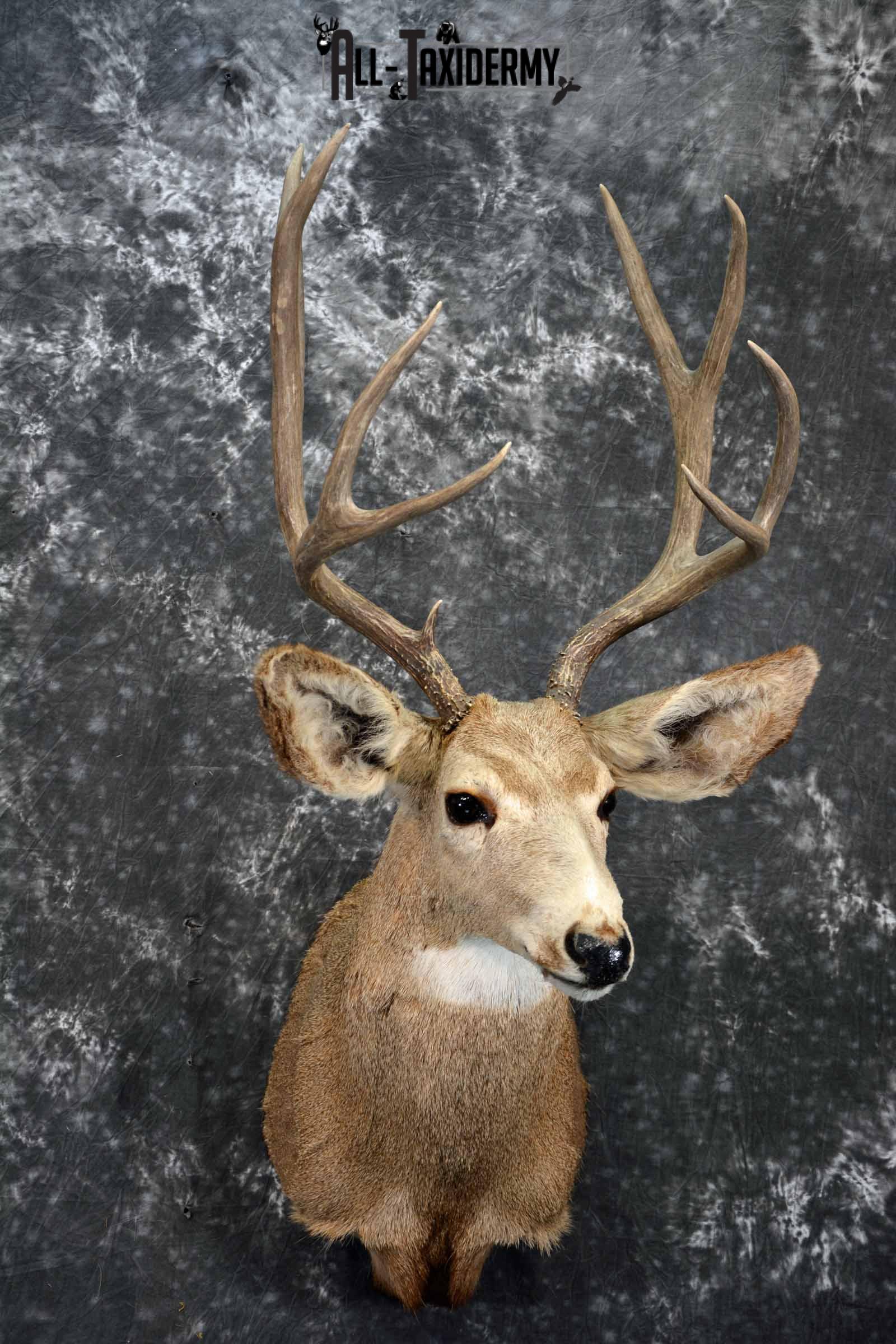 Mule Deer taxidermy shoulder mount for sale SKU 1155