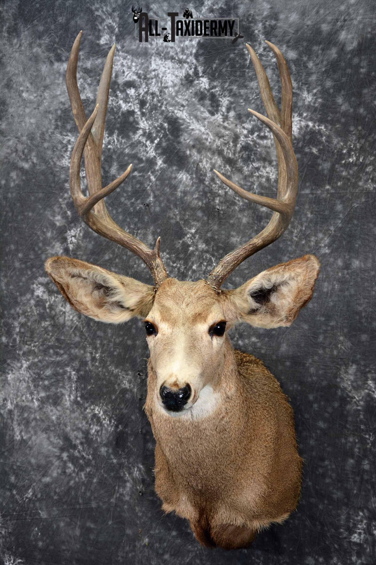 Mule Deer taxidermy shoulder mount for sale SKU 1155 - Image 2