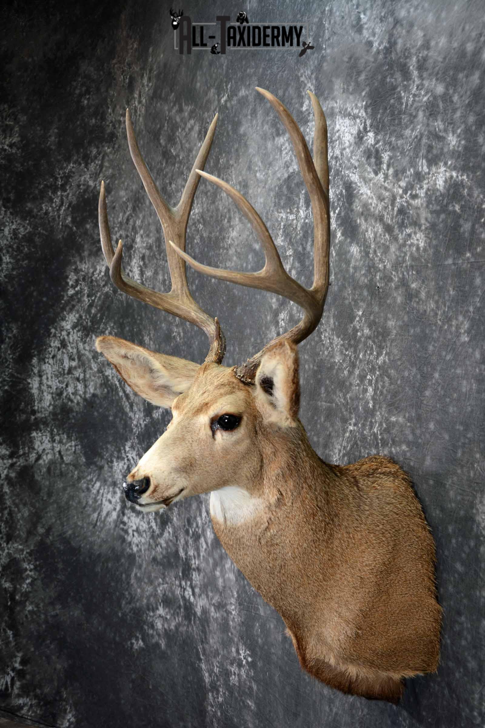 Mule Deer taxidermy shoulder mount for sale SKU 1155 - Image 3