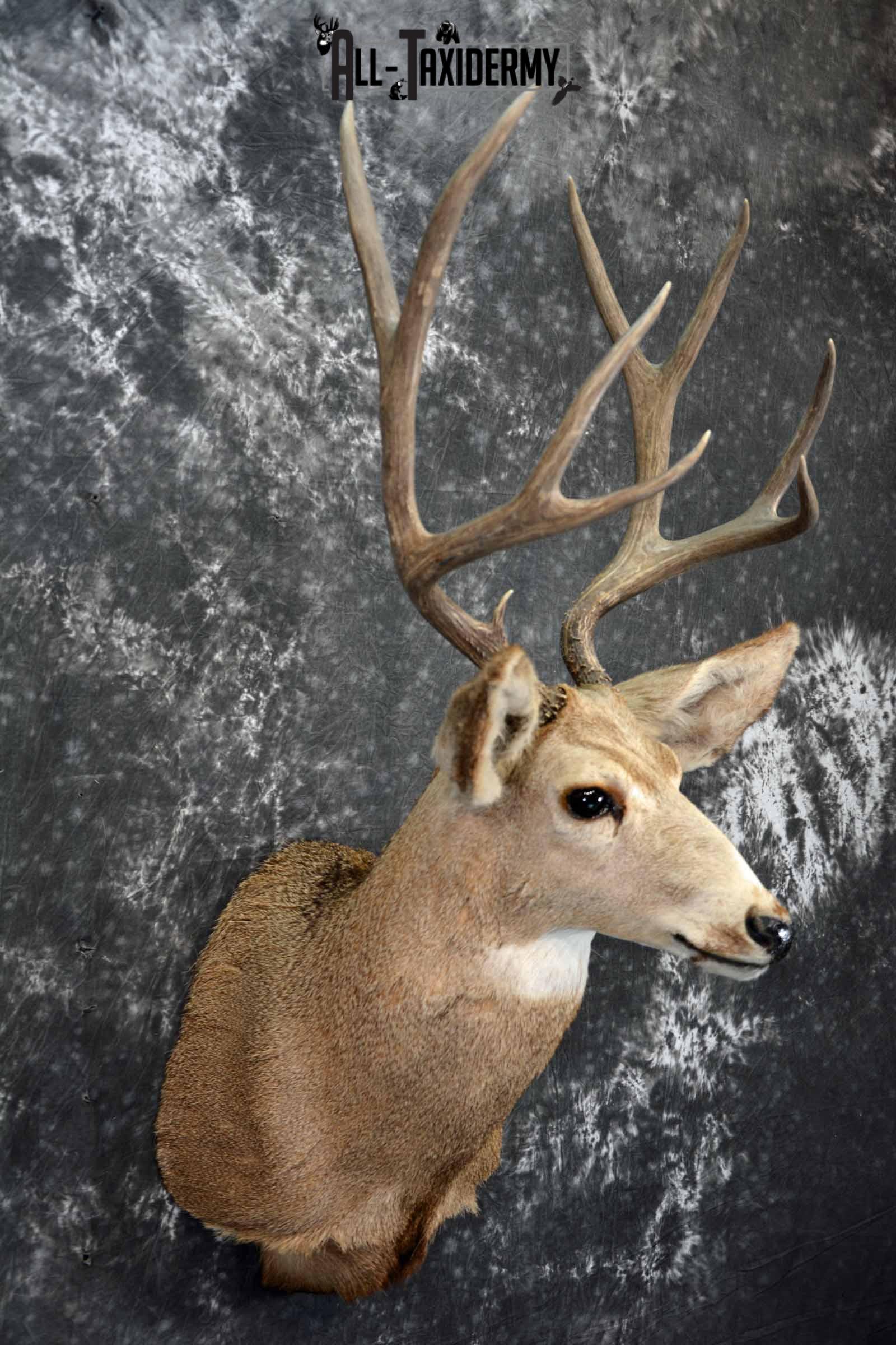 Mule Deer taxidermy shoulder mount for sale SKU 1155 - Image 4