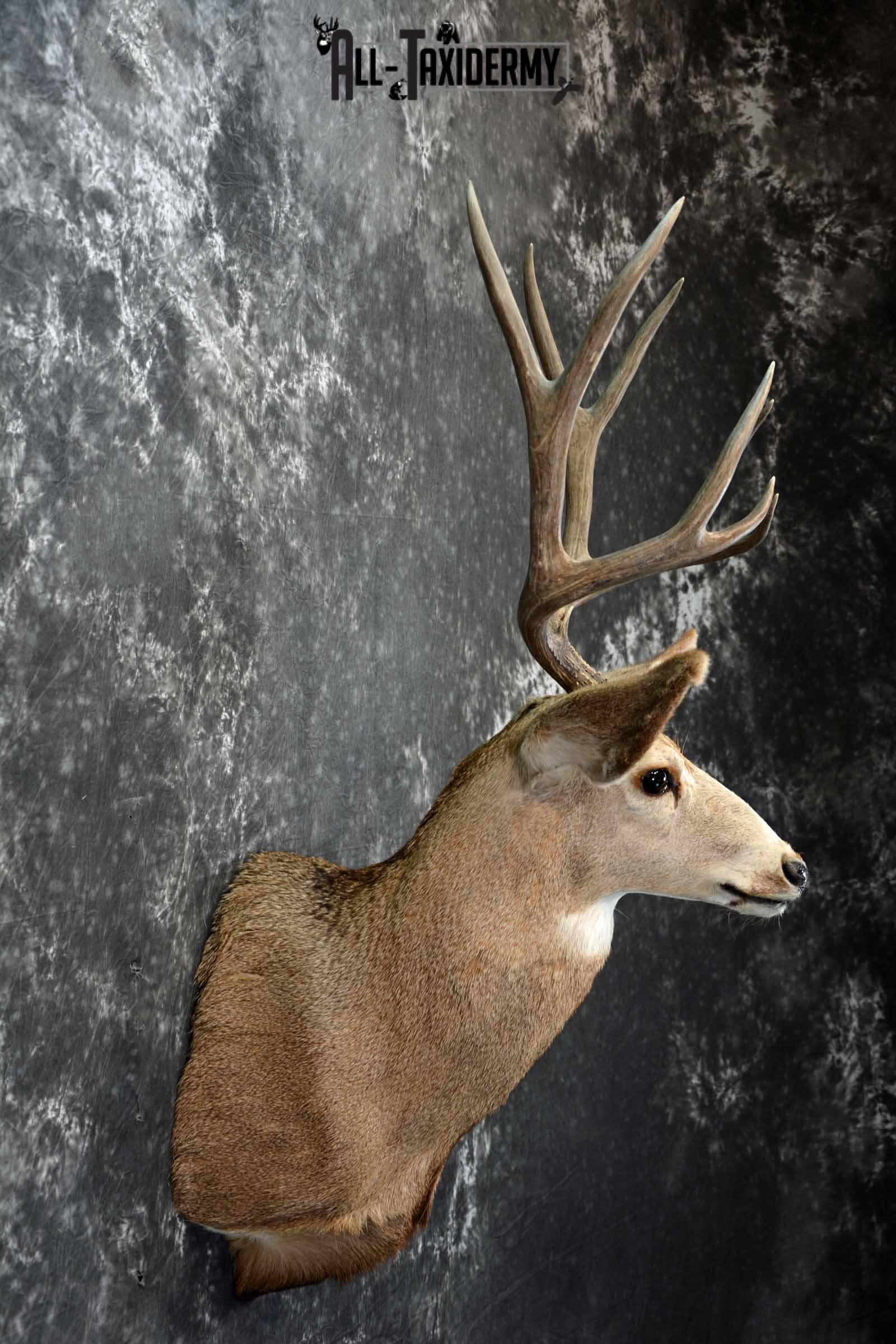 Mule Deer taxidermy shoulder mount for sale SKU 1155 - Image 5